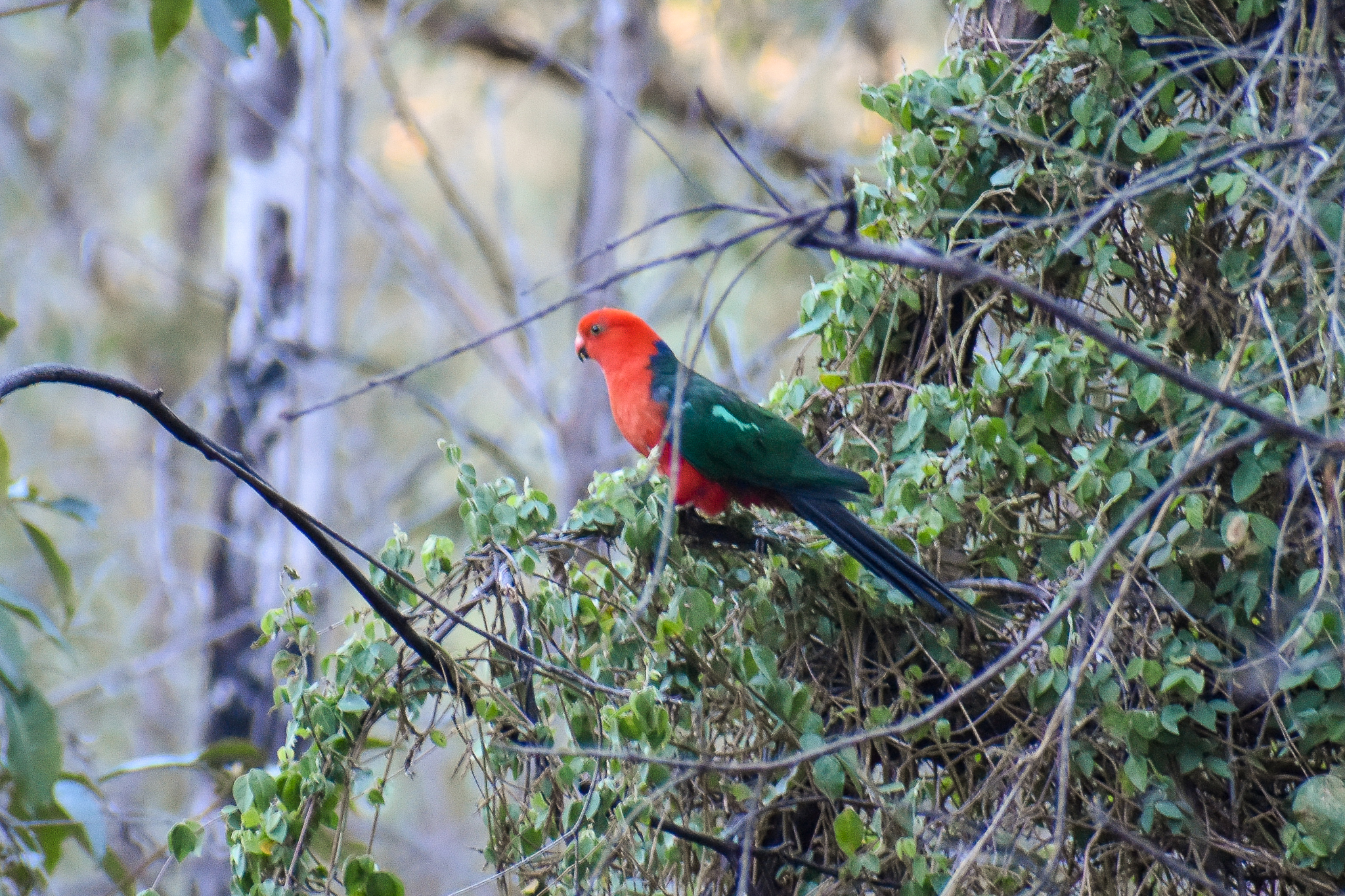 Australian King Parrot (Alisterus scapularis)