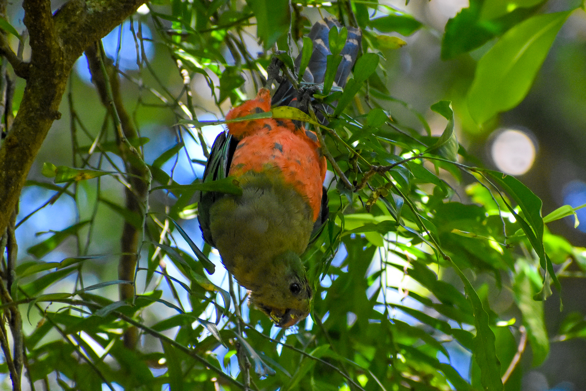 Australian King Parrot (Alisterus scapularis)