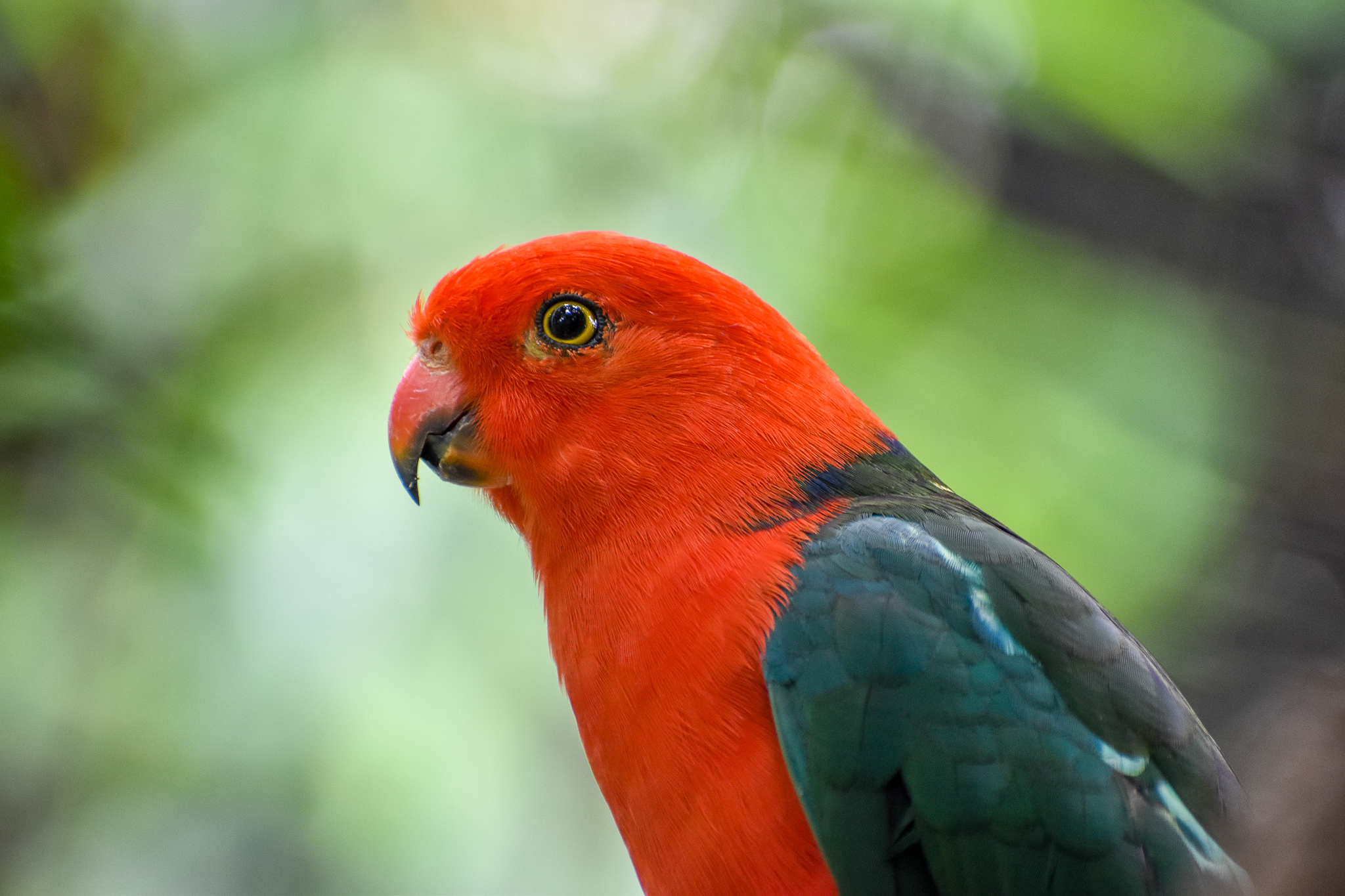 Australian King Parrot (Alisterus scapularis)