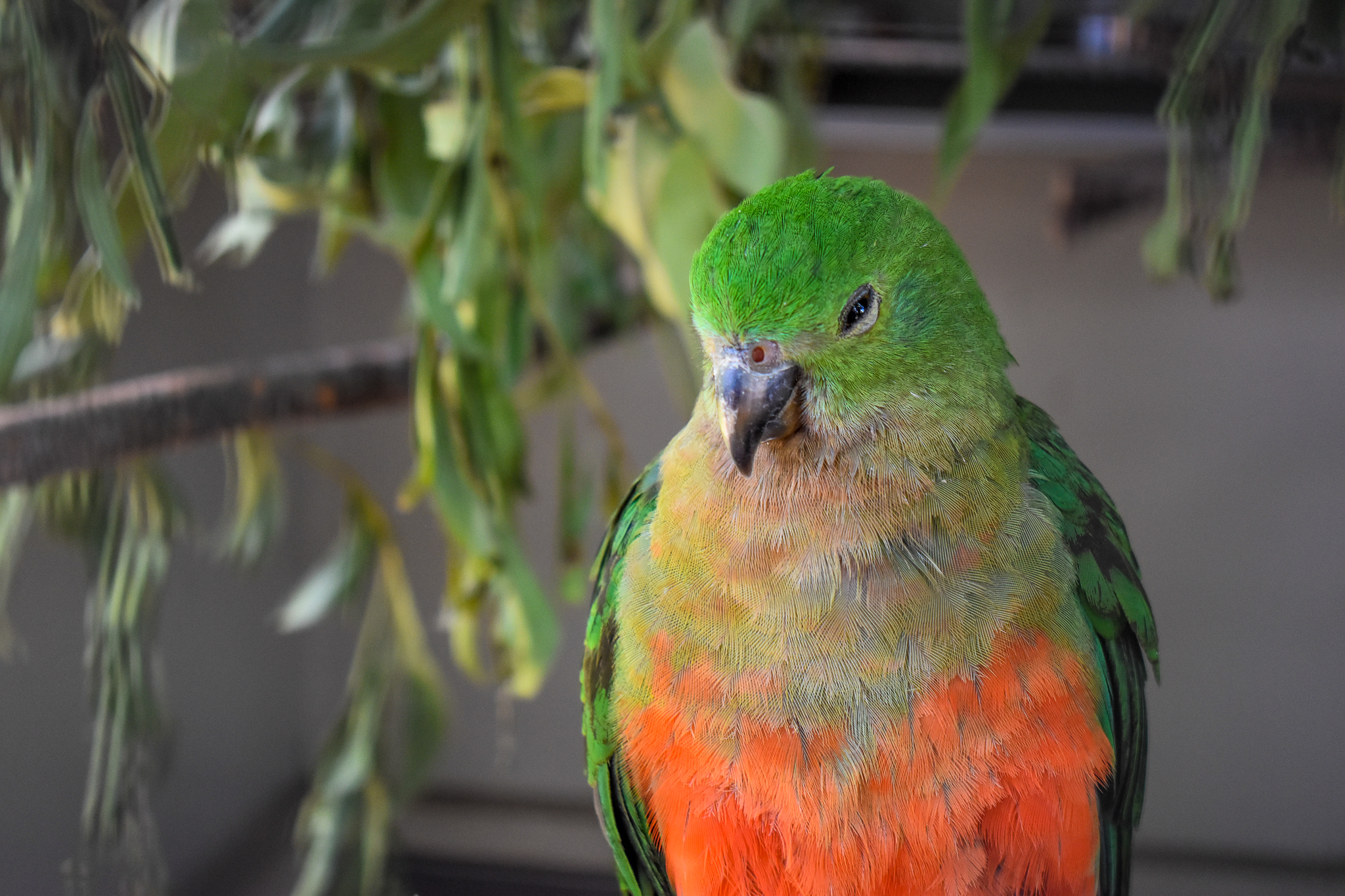 Australian King Parrot (Alisterus scapularis)