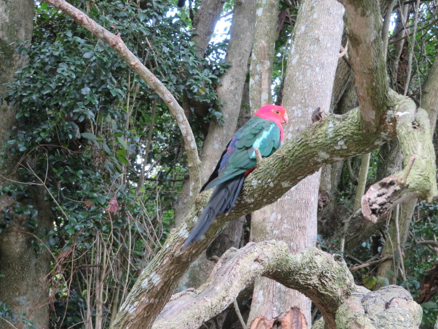 Australian King Parrot (Alisterus scapularis)