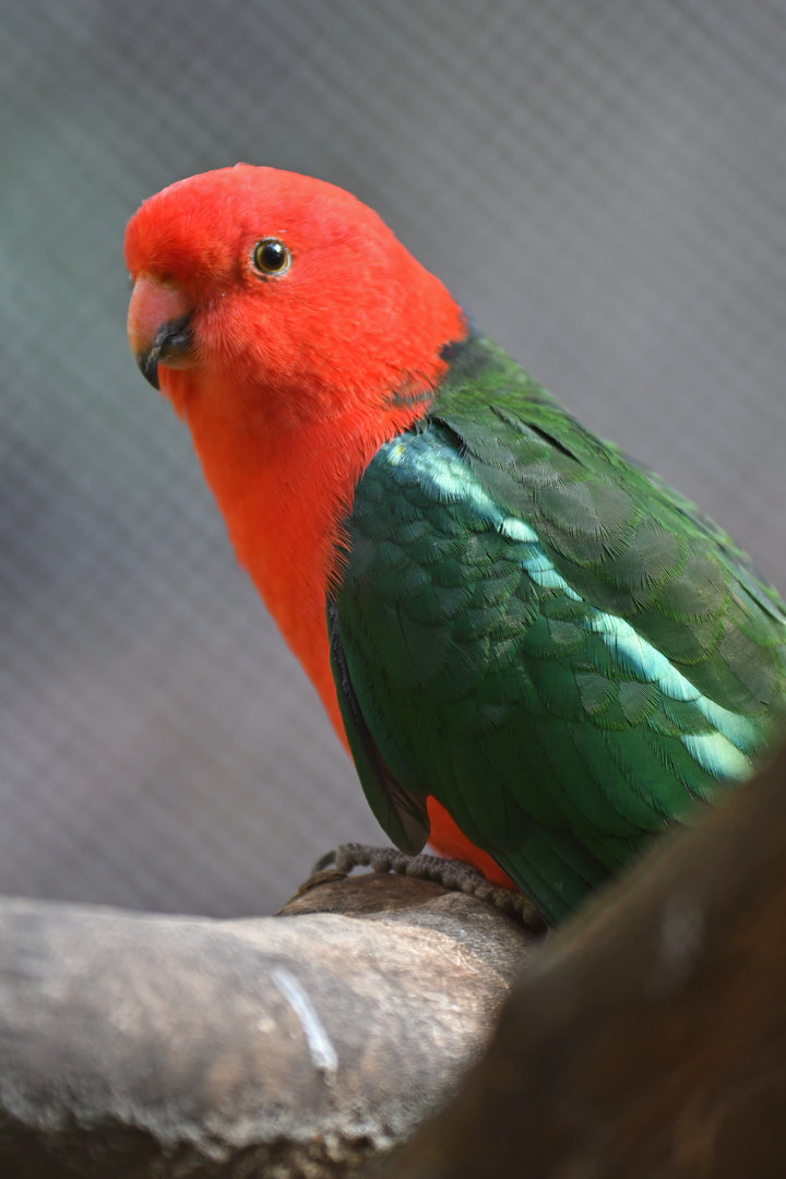 Australian King-Parrot Alisterus scapularis