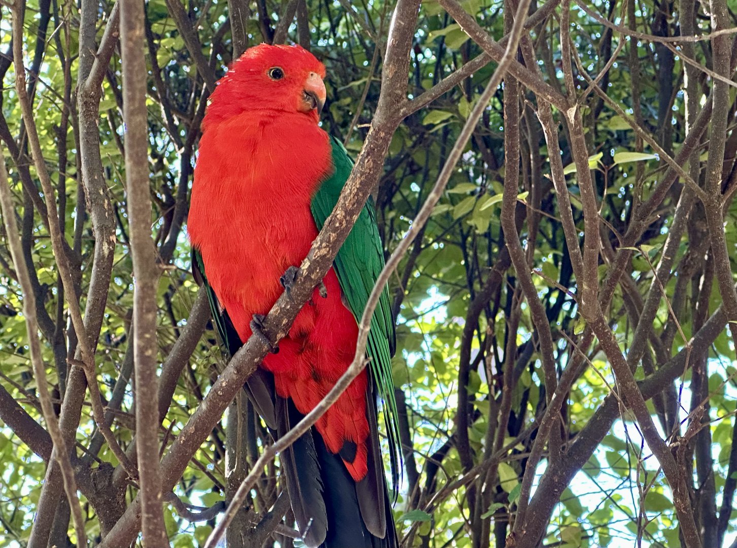 Australian king parrot (Alisterus scapularis)