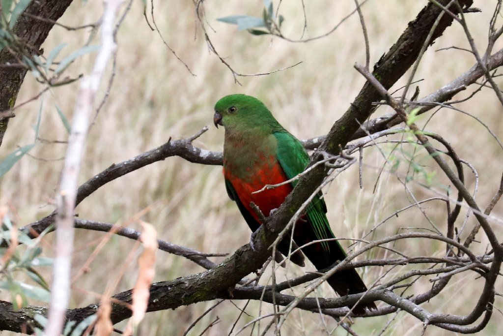 Australian King Parrot (female)