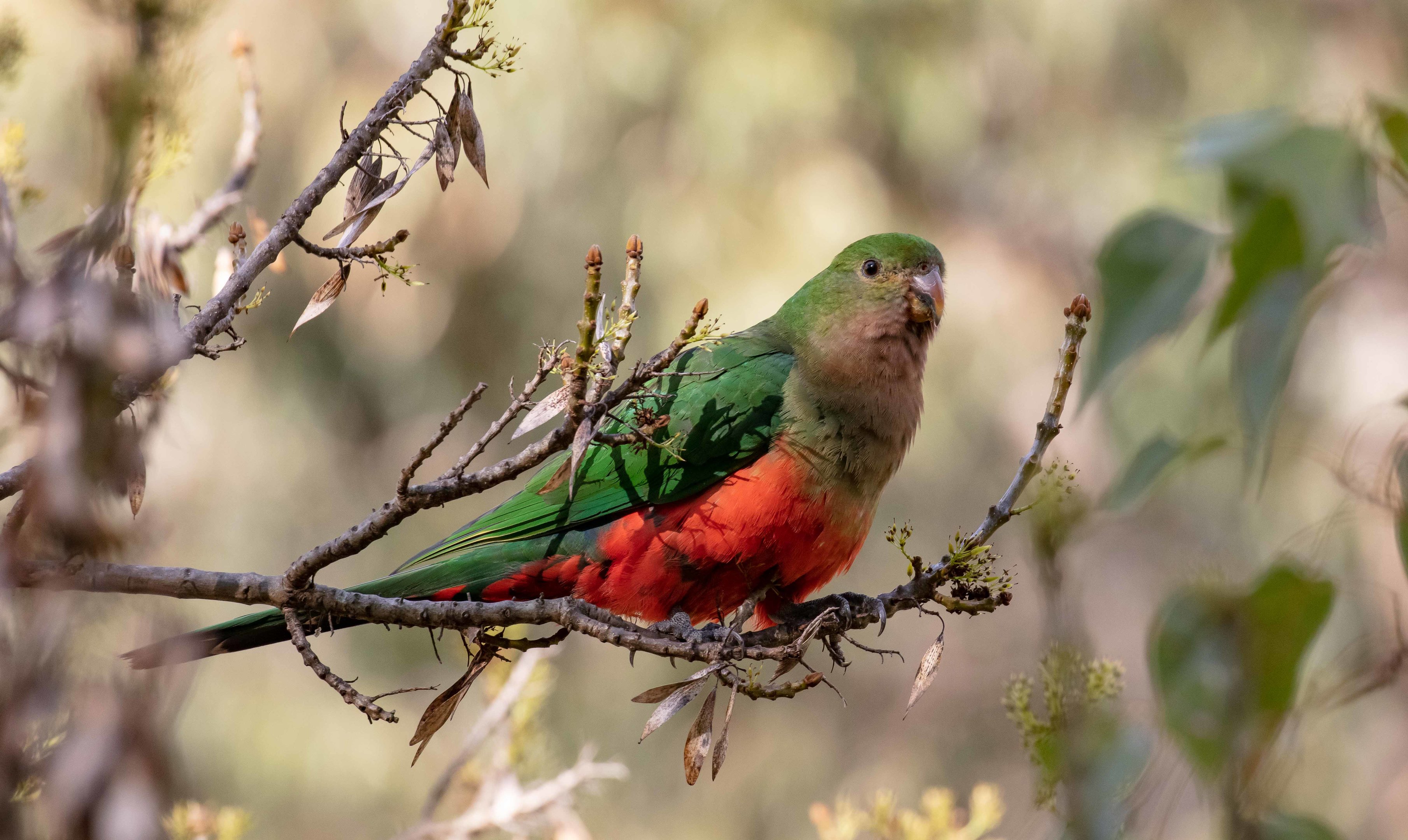 Australian King Parrot female