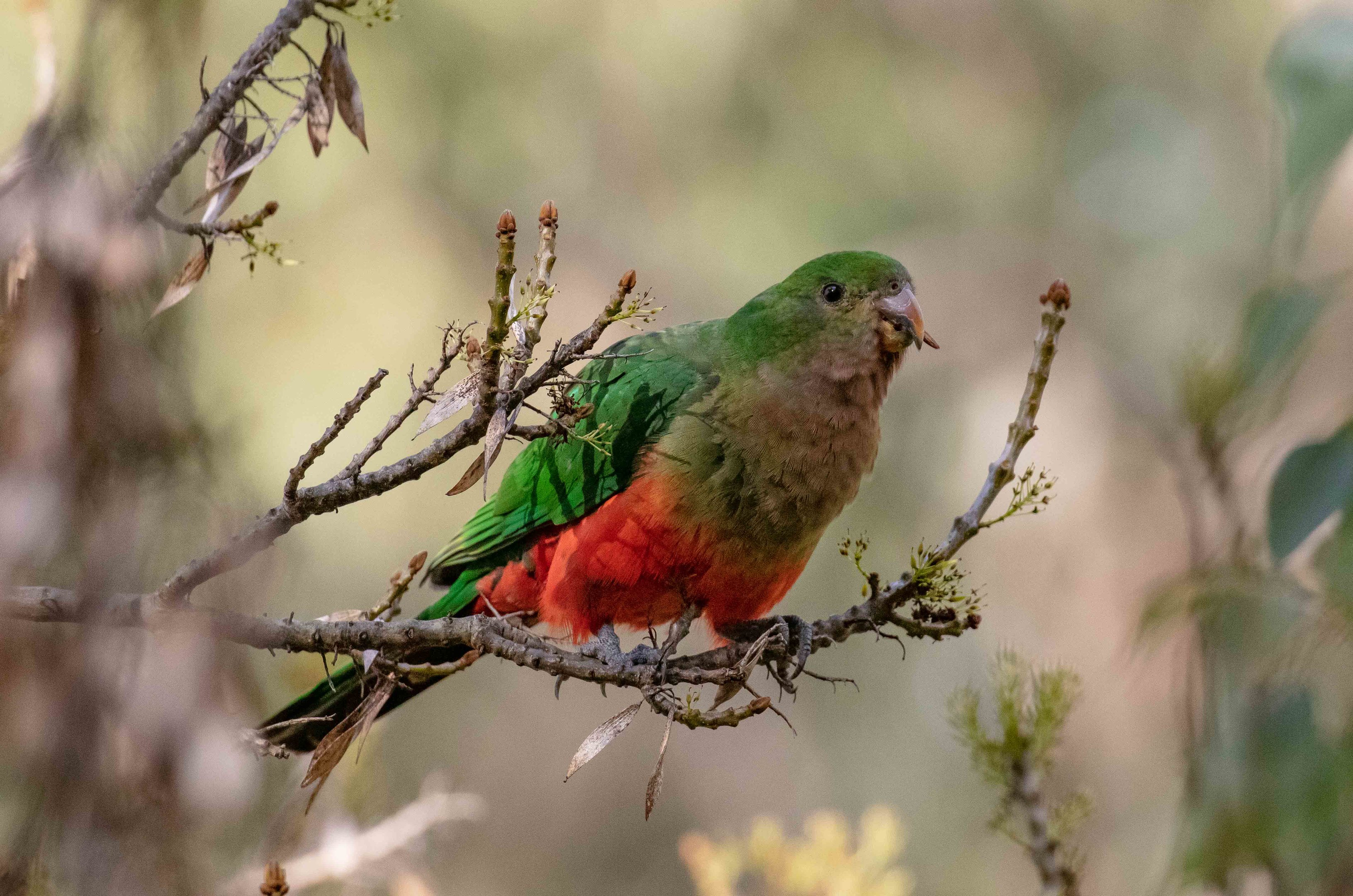 Australian King Parrot female