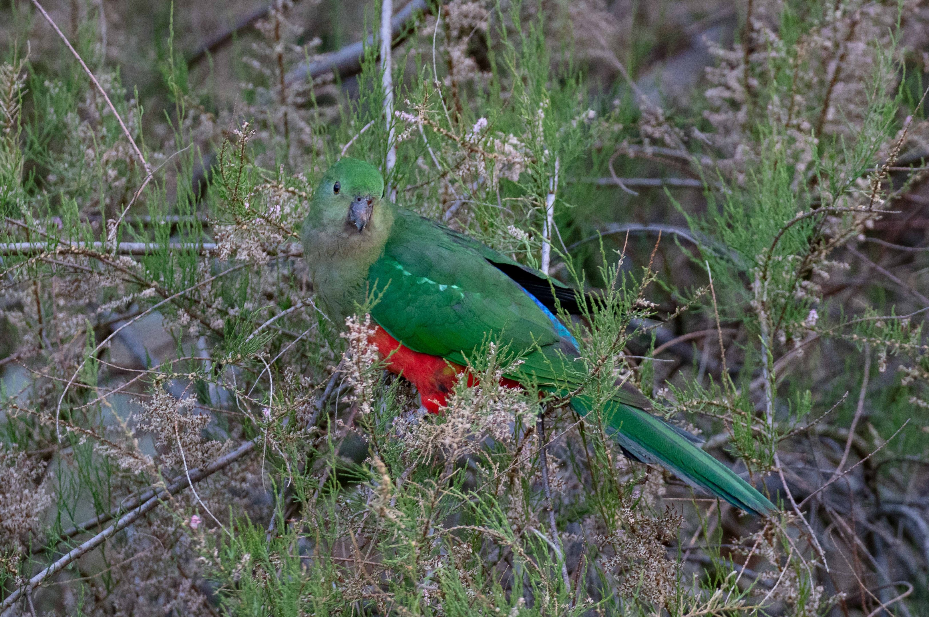 Australian King Parrot female