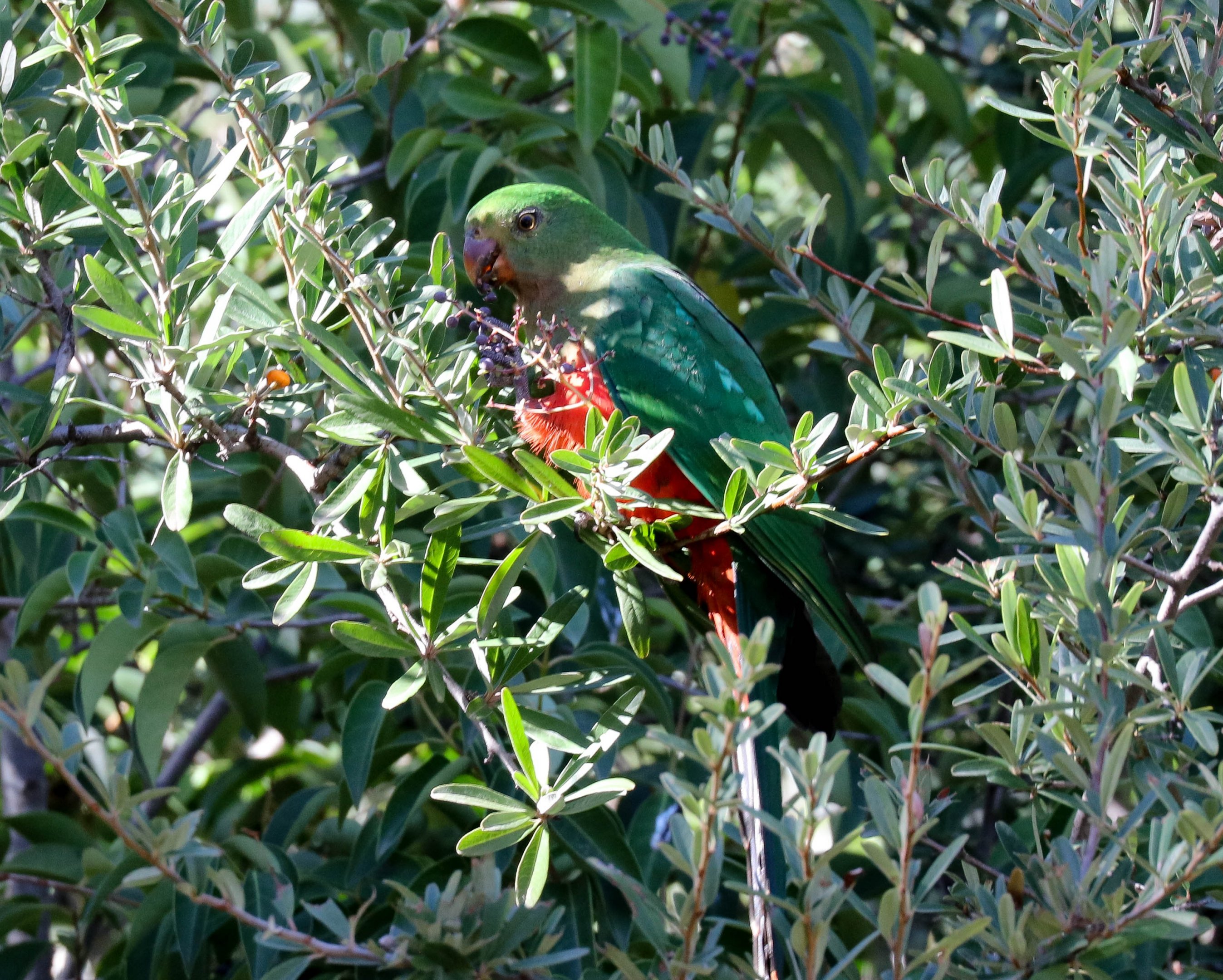 Australian King Parrot hen