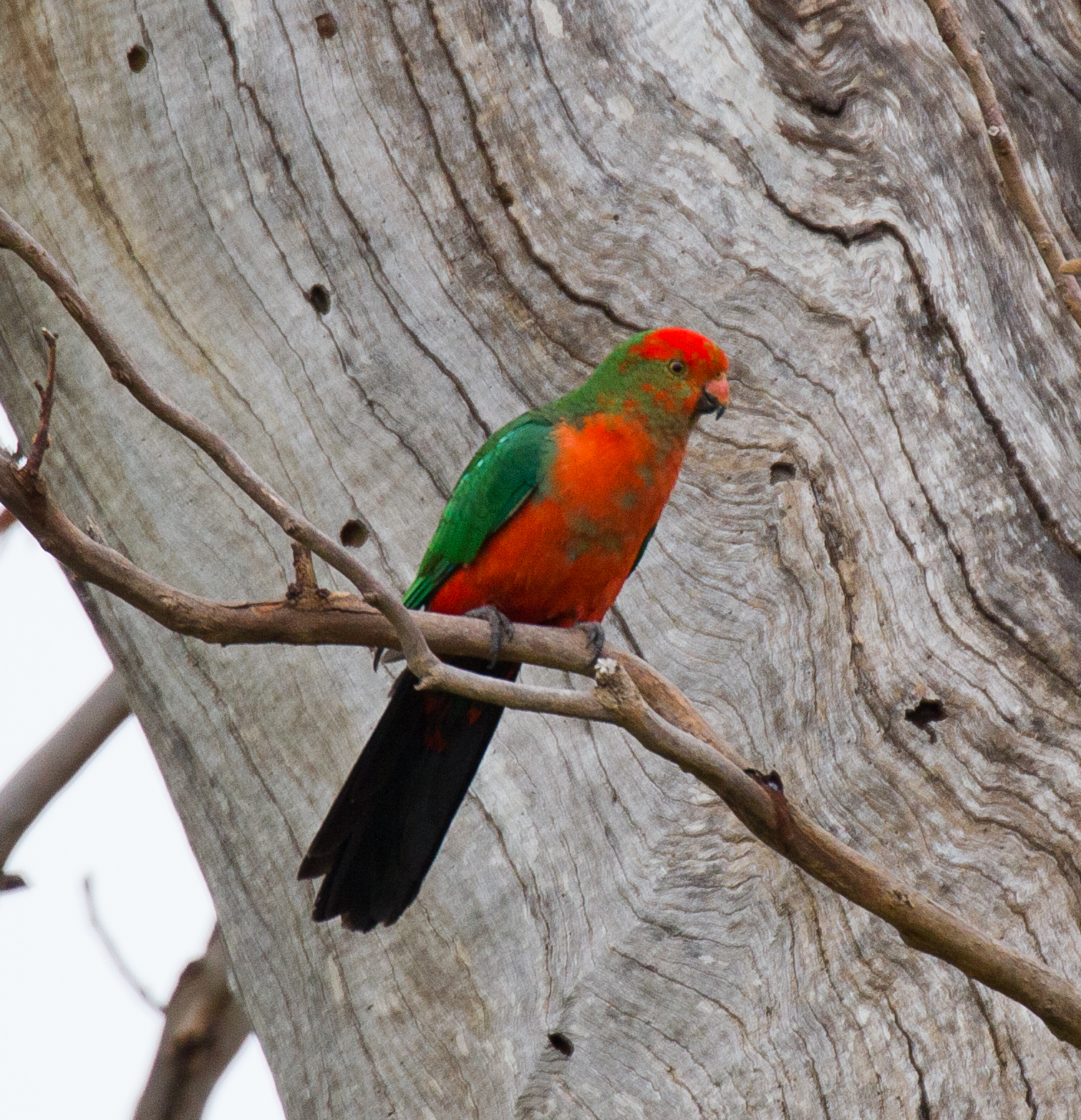 Australian King Parrot male