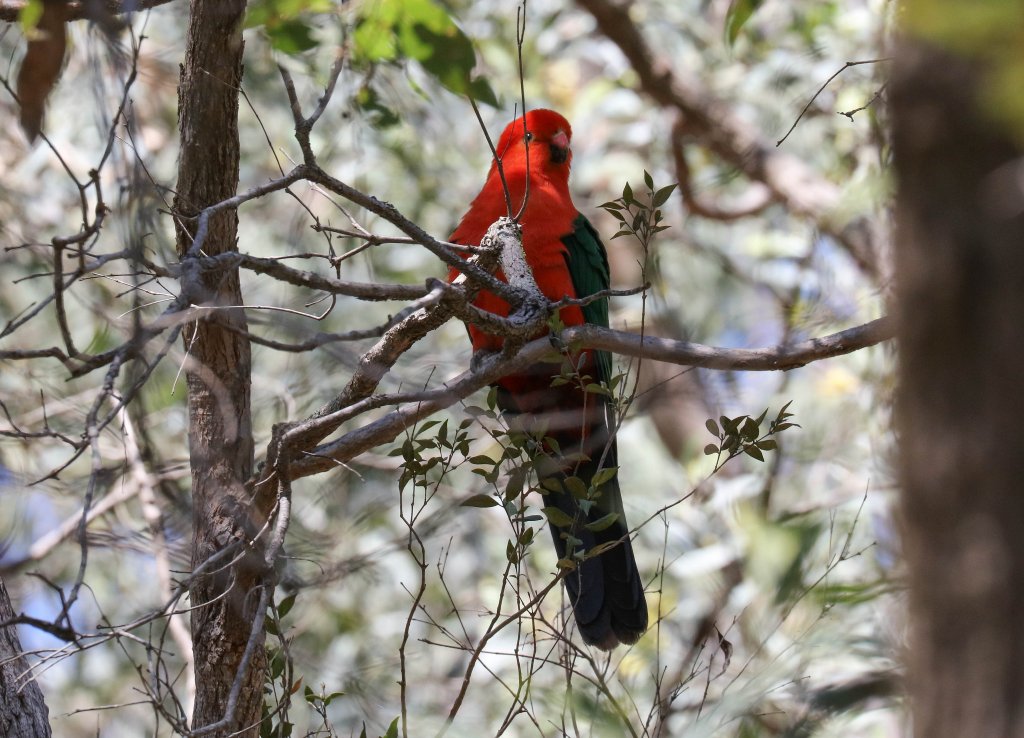 Australian King Parrot (male)