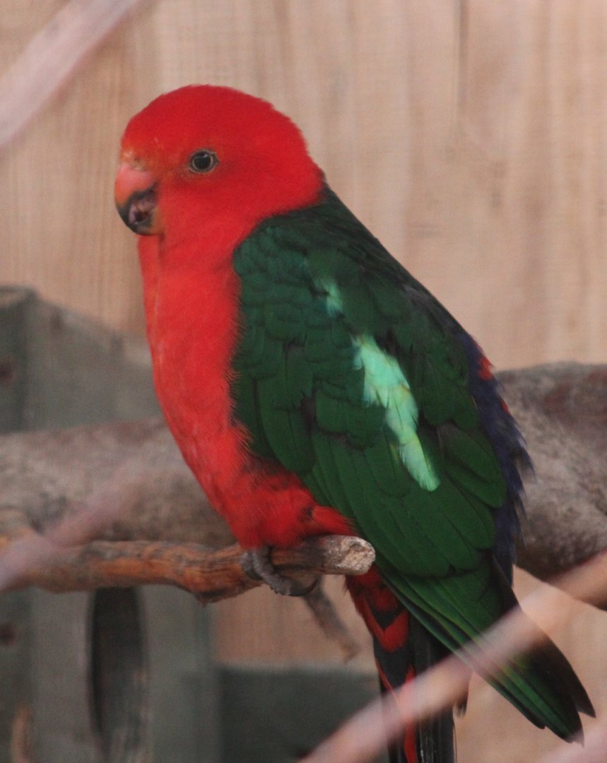 Australian king parrot - male