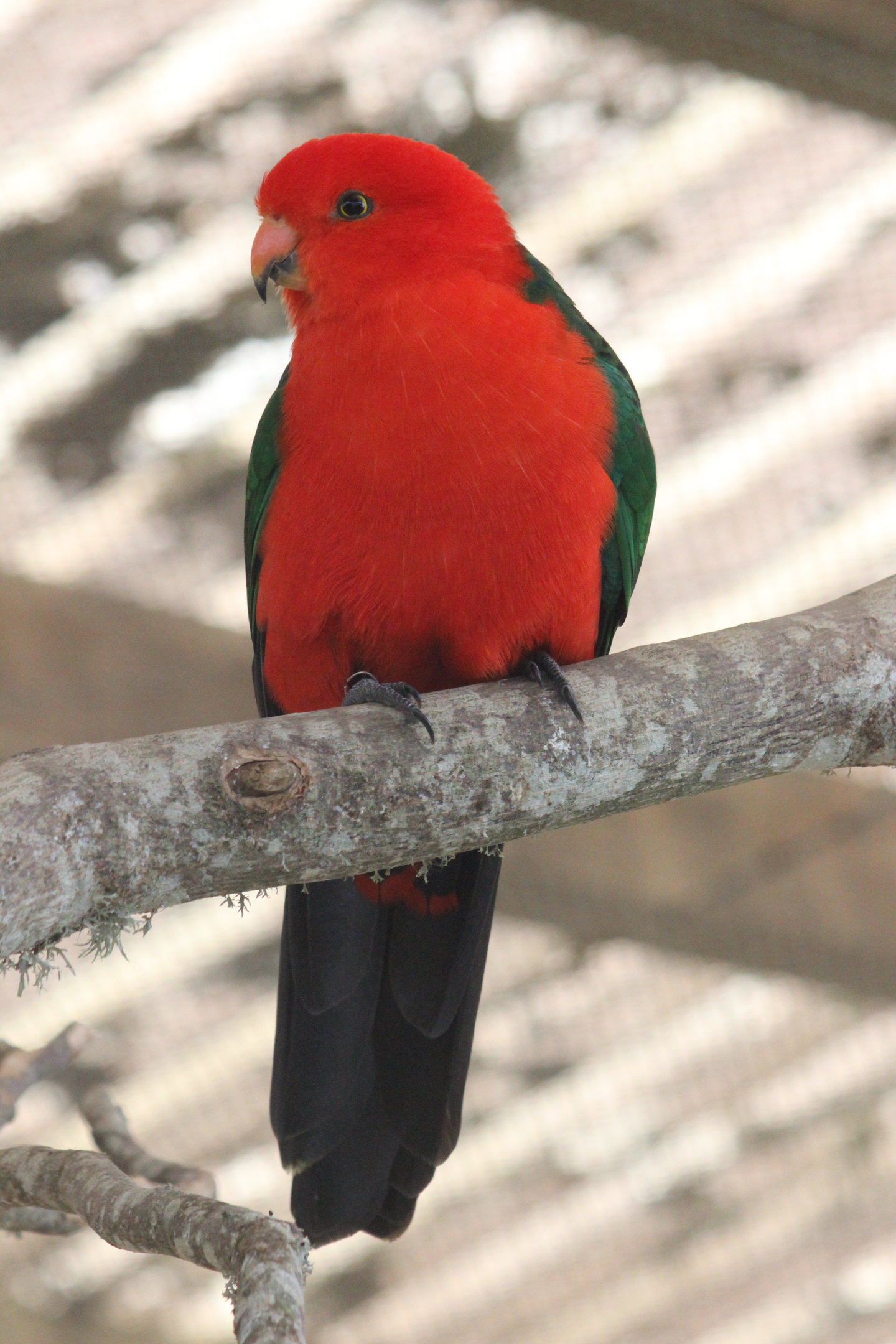 Australian King Parrot male