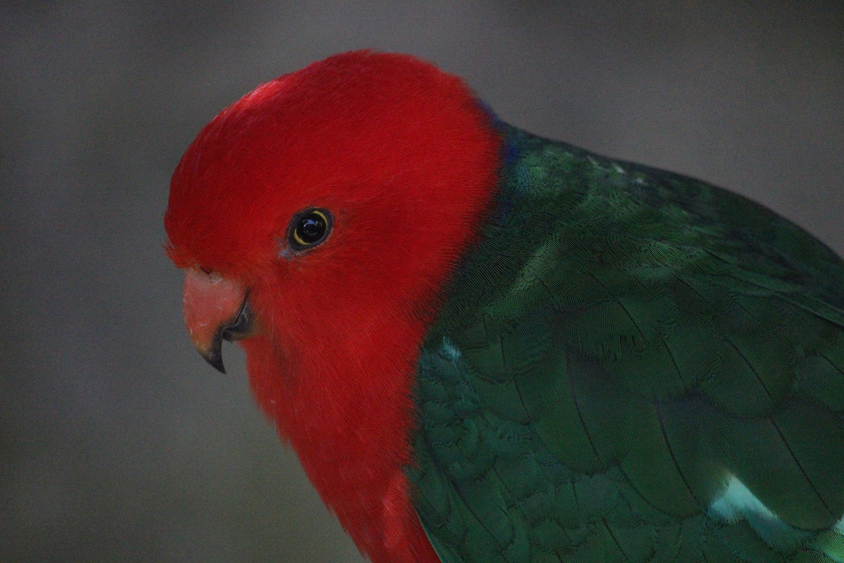 Australian King Parrot male