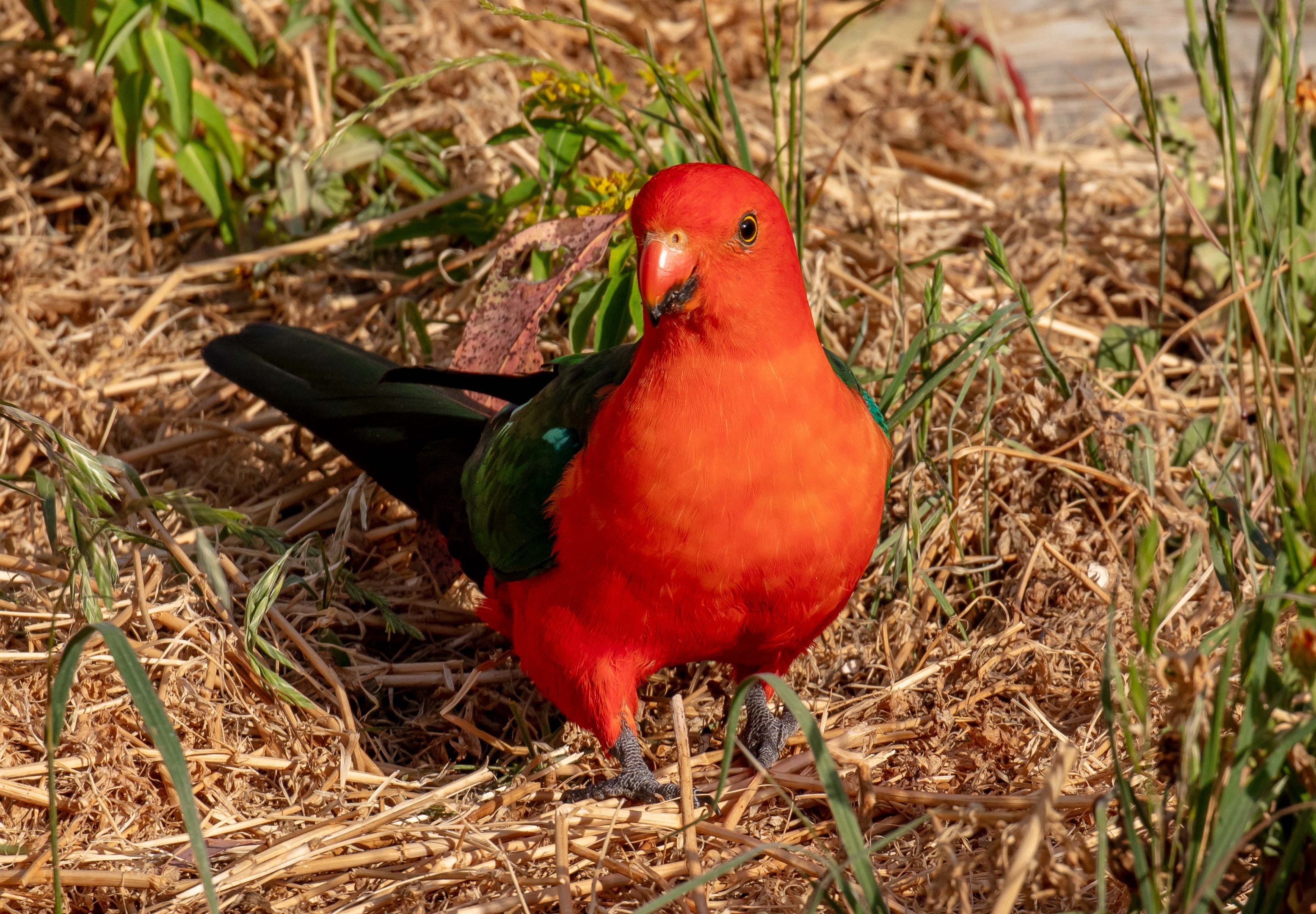 Australian King Parrot male
