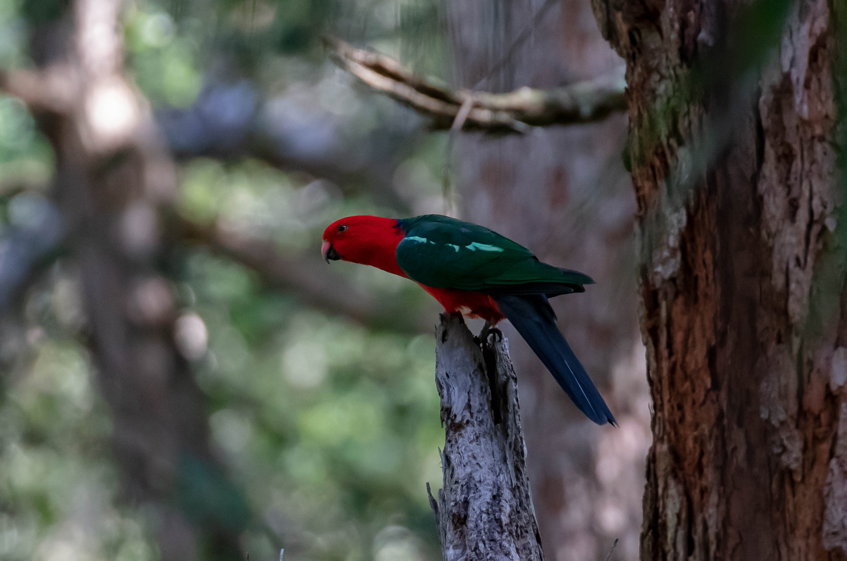 Australian King Parrot (male)