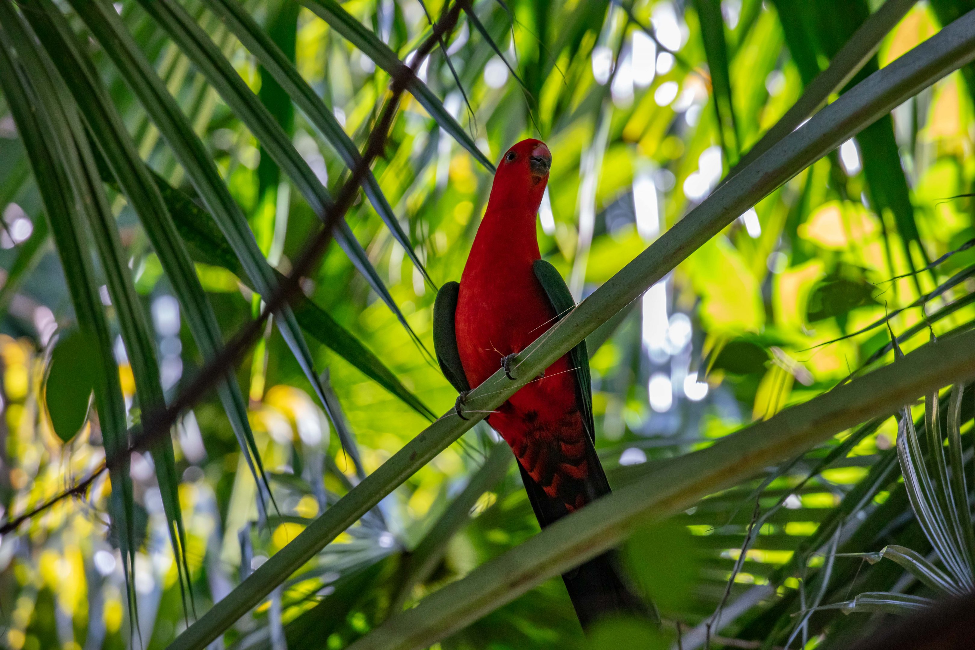 Australian King Parrot (male)