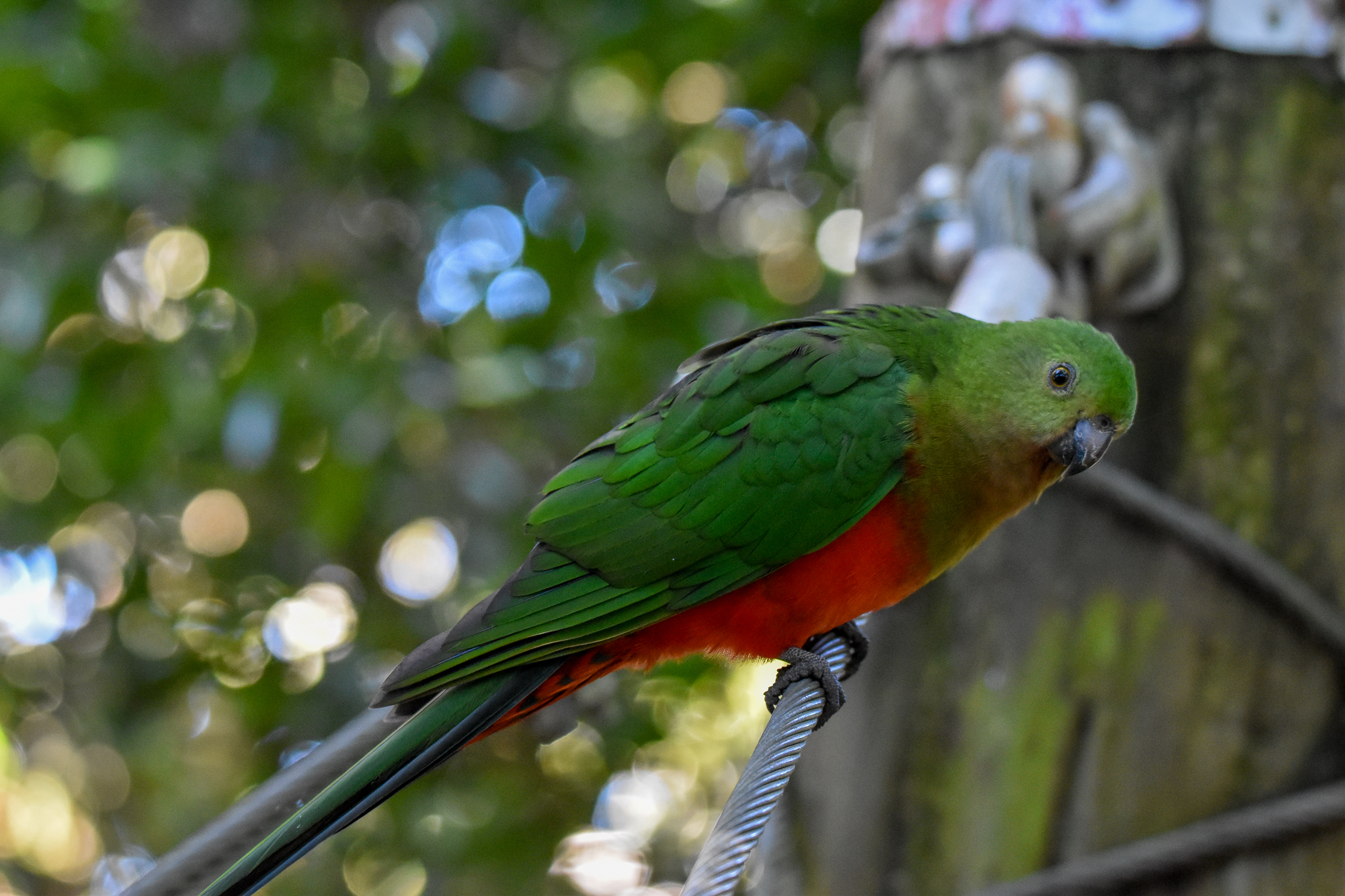Australian King-Parrot on treetop walk