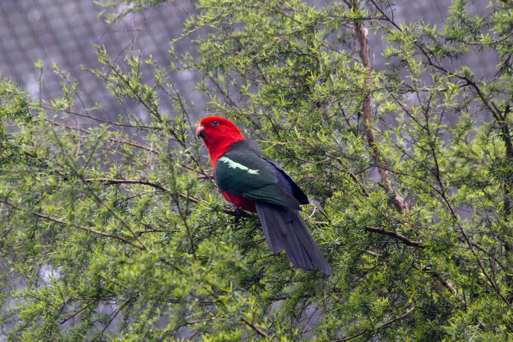 Australian King Parrot
