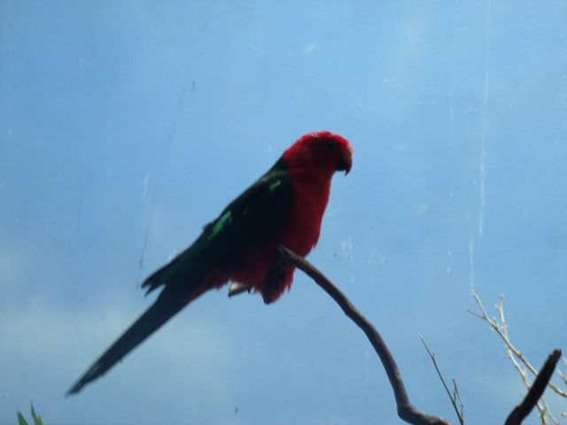 Australian King Parrot