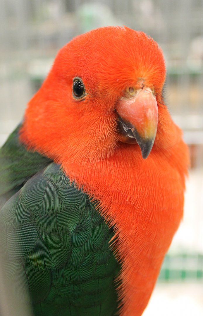 Australian king parrot