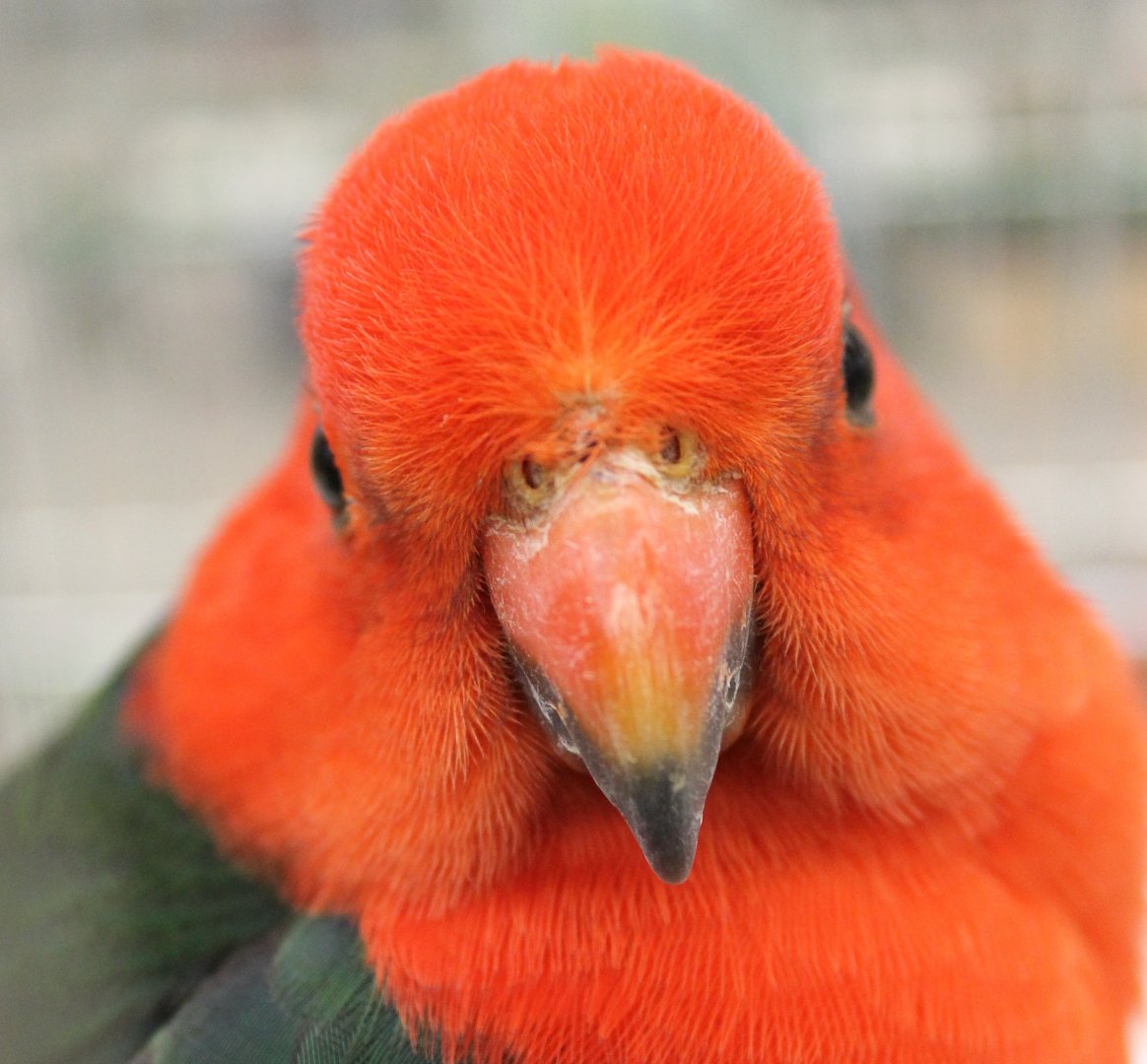 Australian king parrot