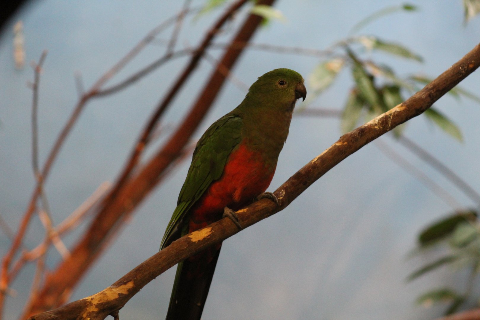 Australian King Parrot