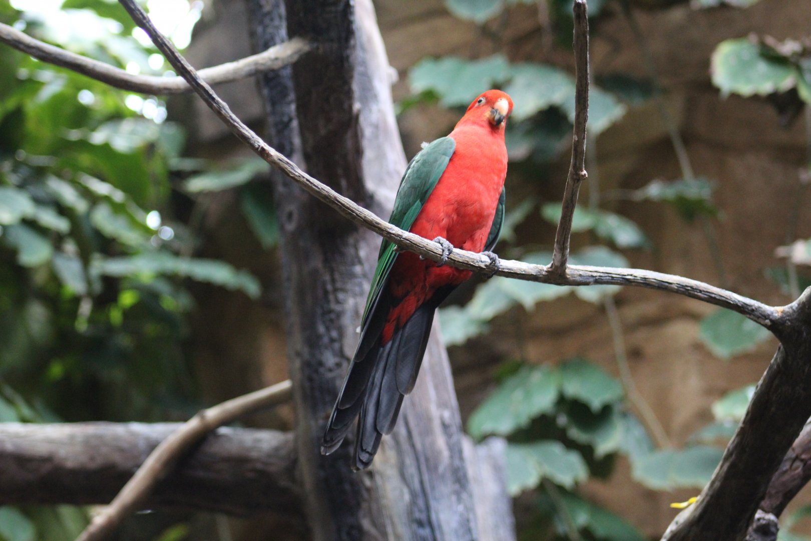 Australian King Parrot