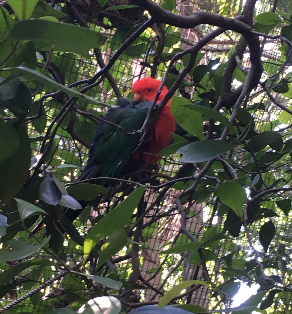 Australian King Parrot