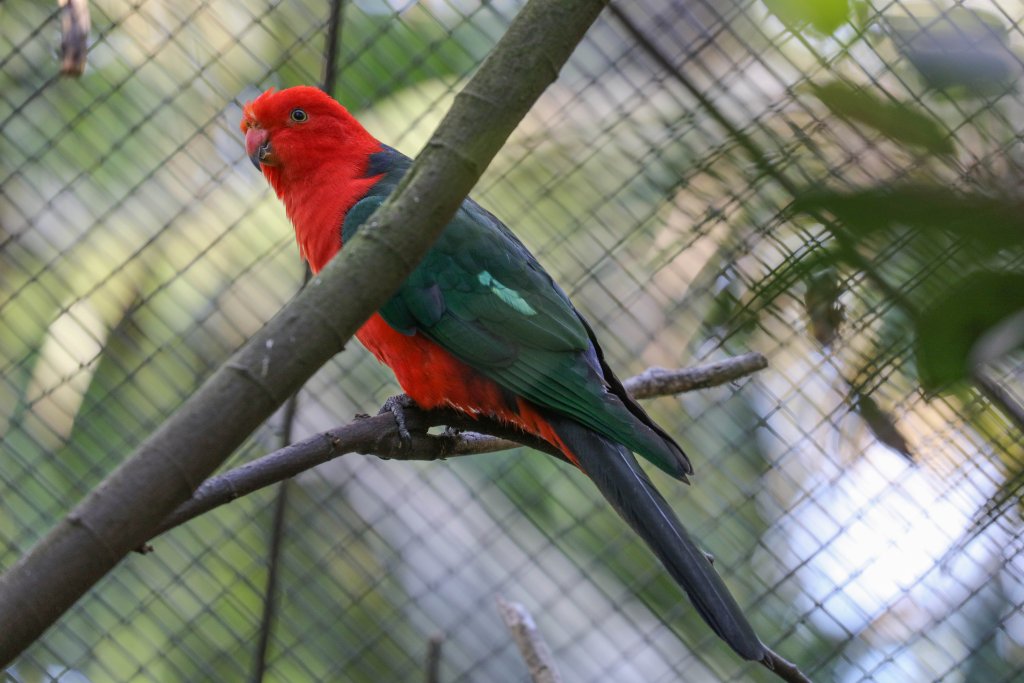 Australian King Parrot