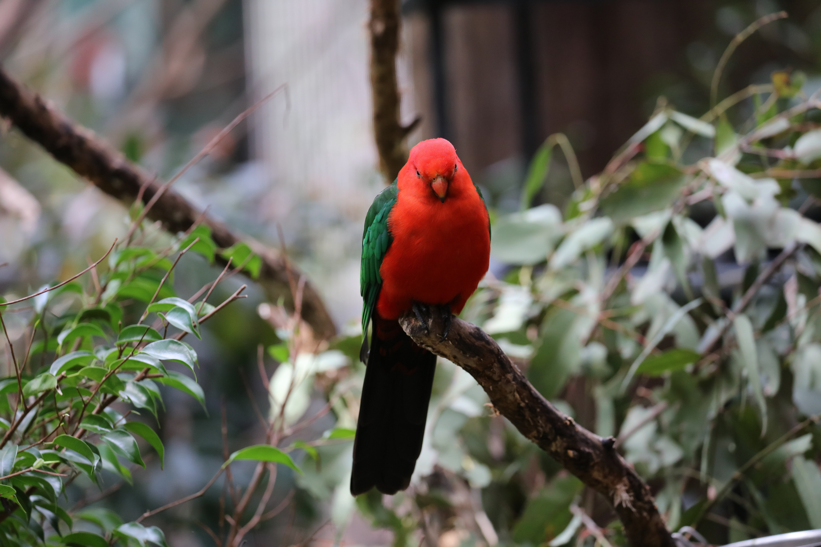 Australian King Parrot