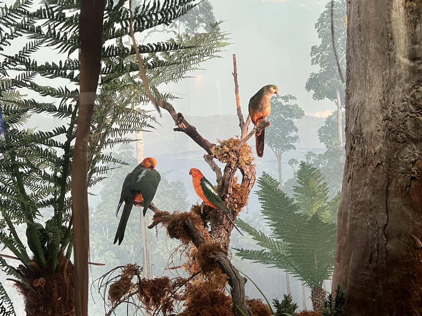 Australian King Parrot