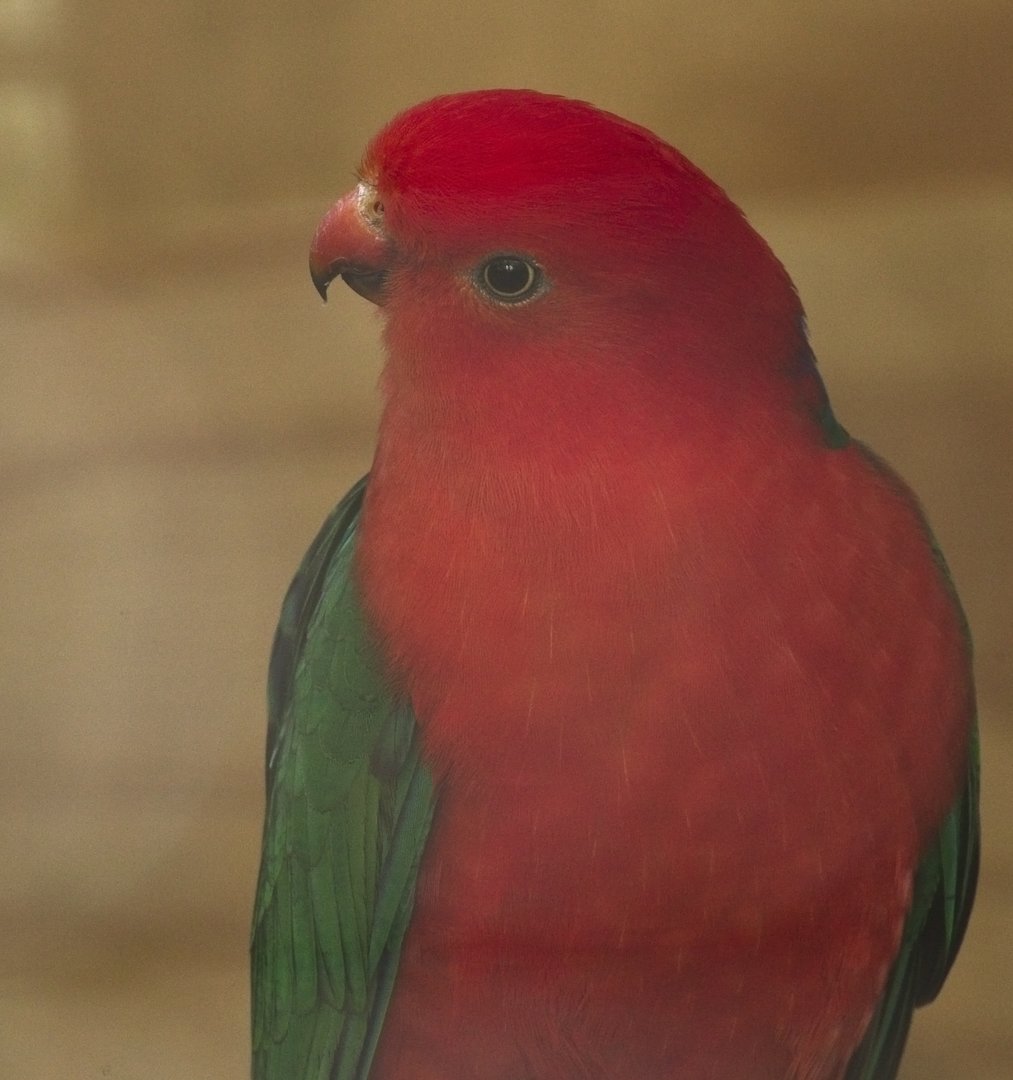 Australian King Parrot