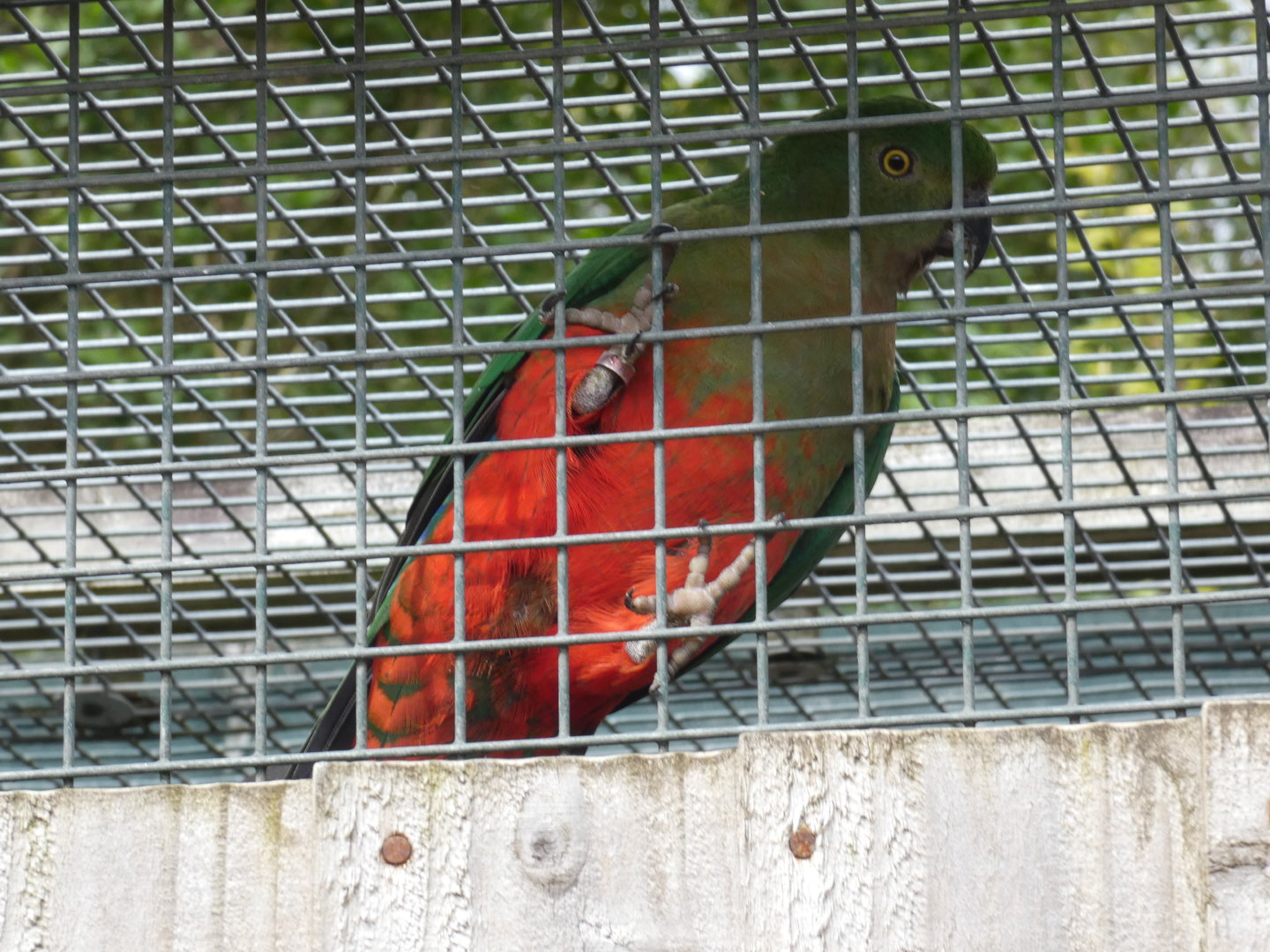 Australian king parrot