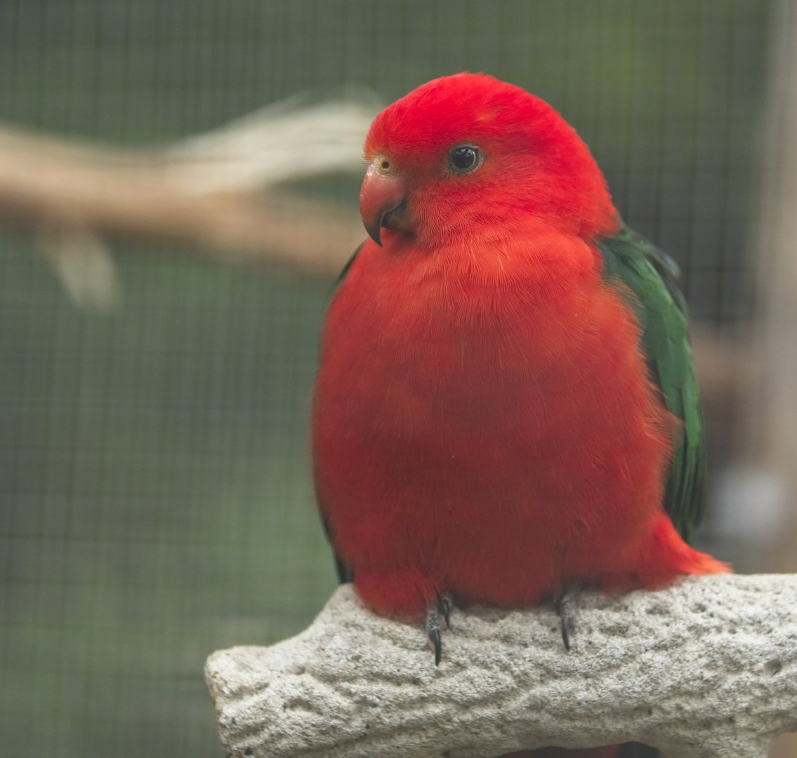 Australian King Parrot