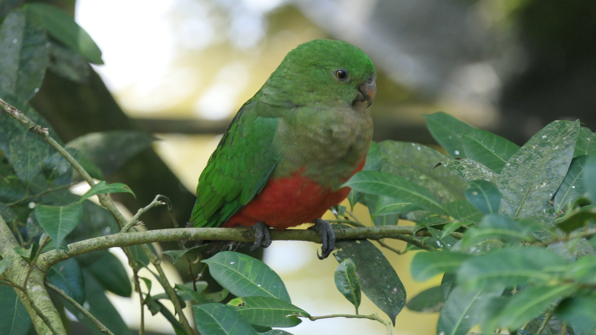 Australian King Parrot