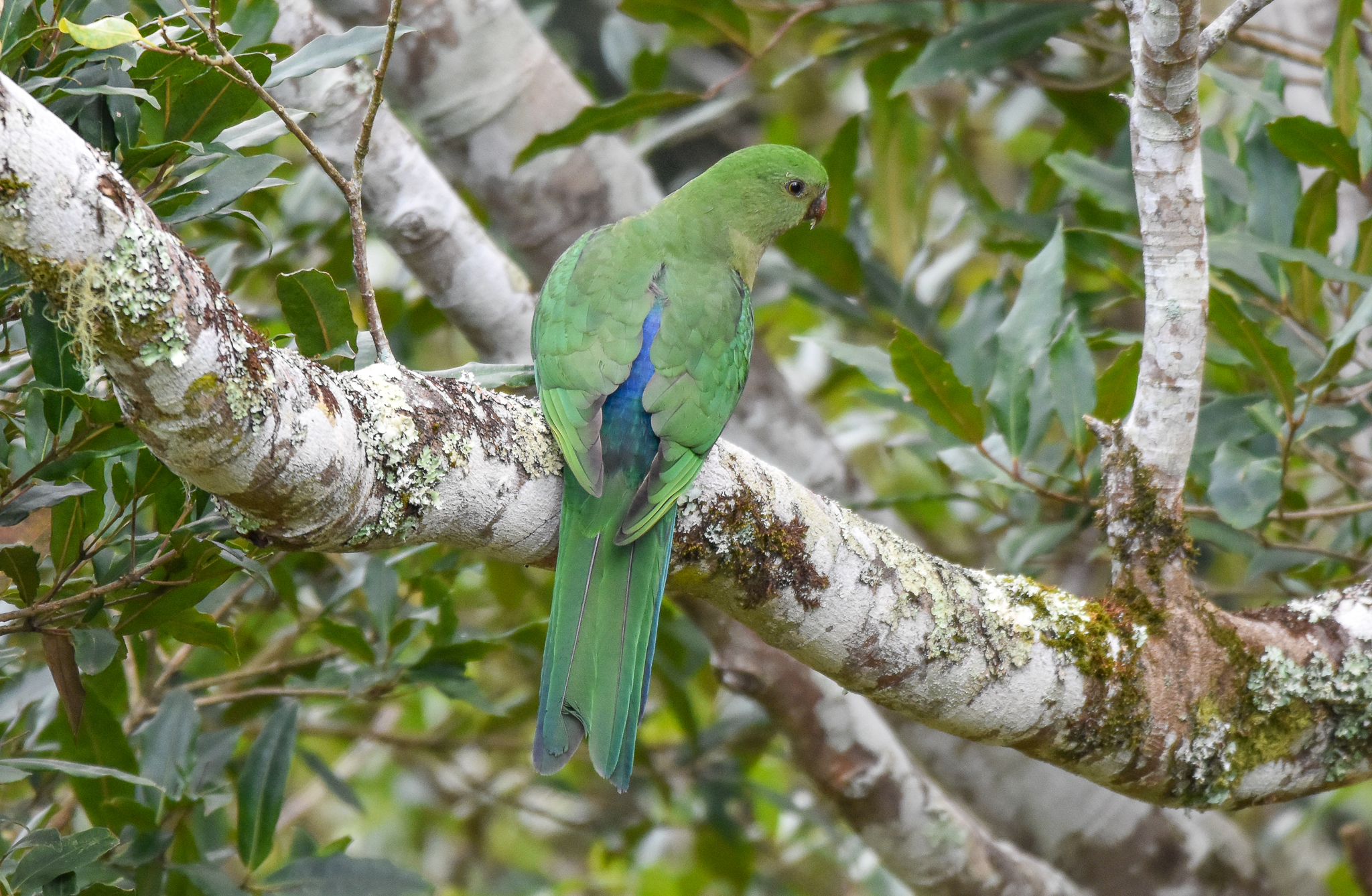Australian King-Parrot