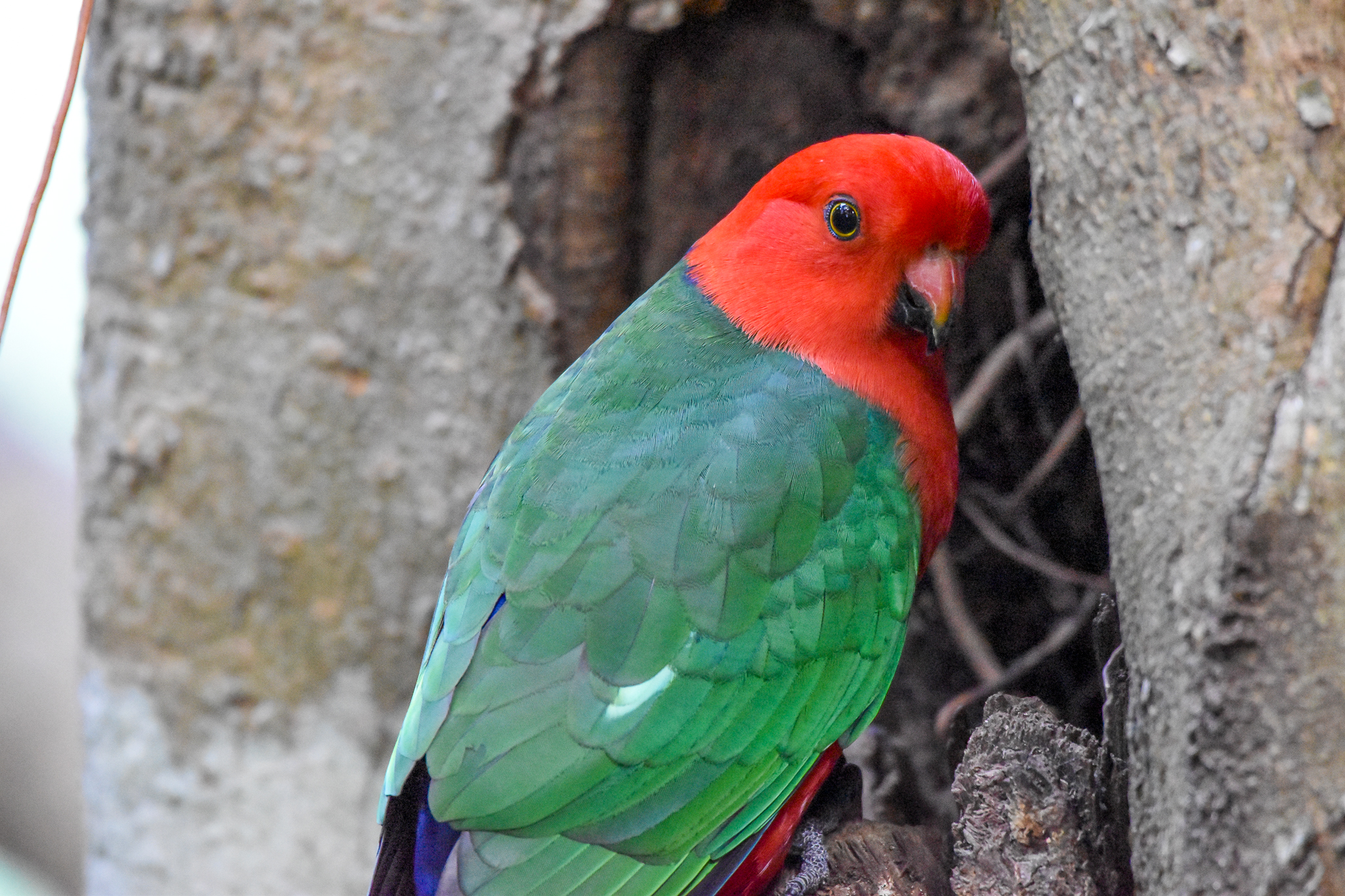 Australian King-Parrot