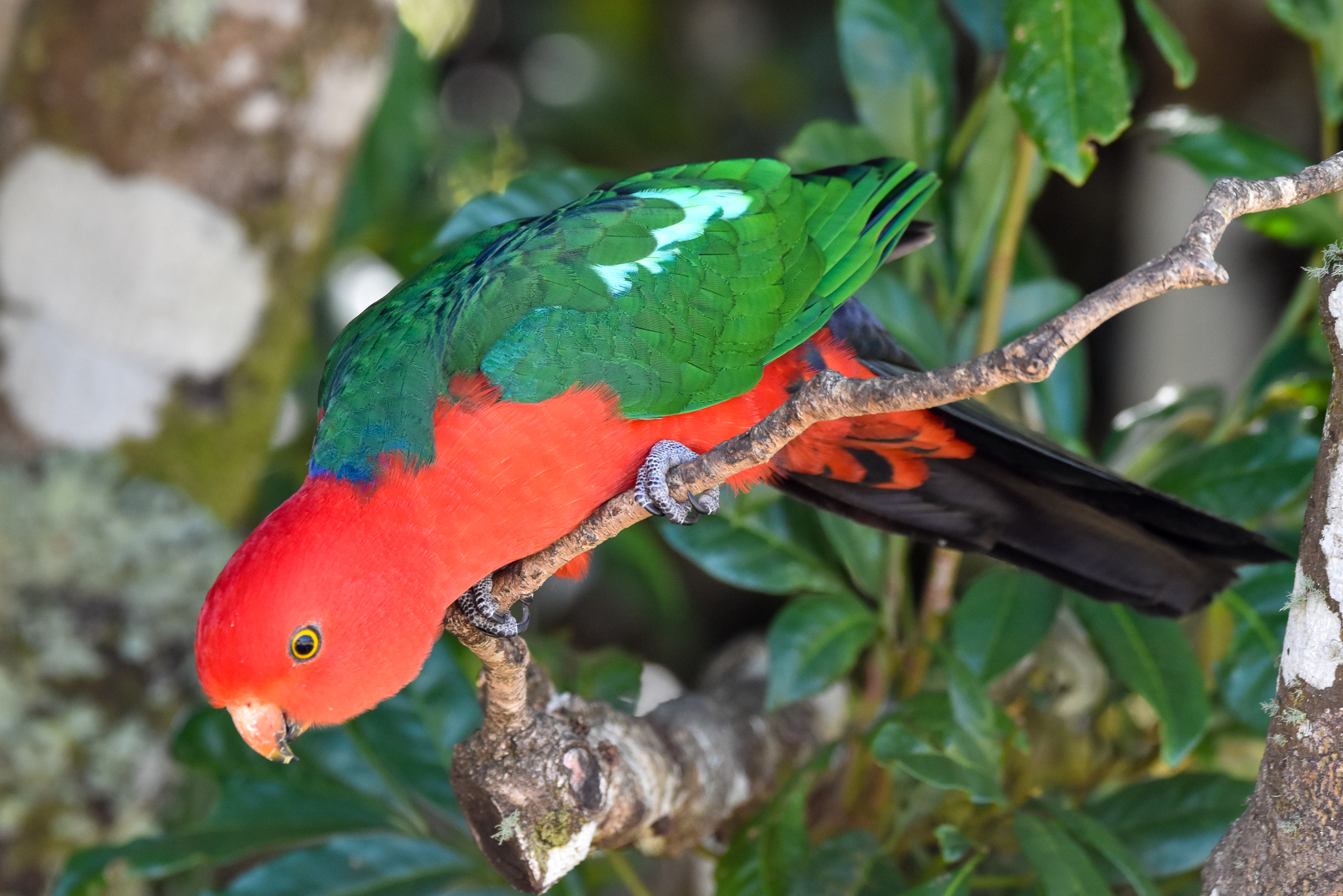 Australian King-Parrot