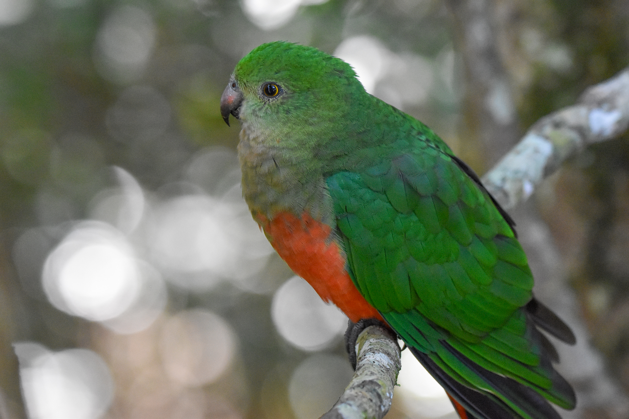 Australian King-Parrot