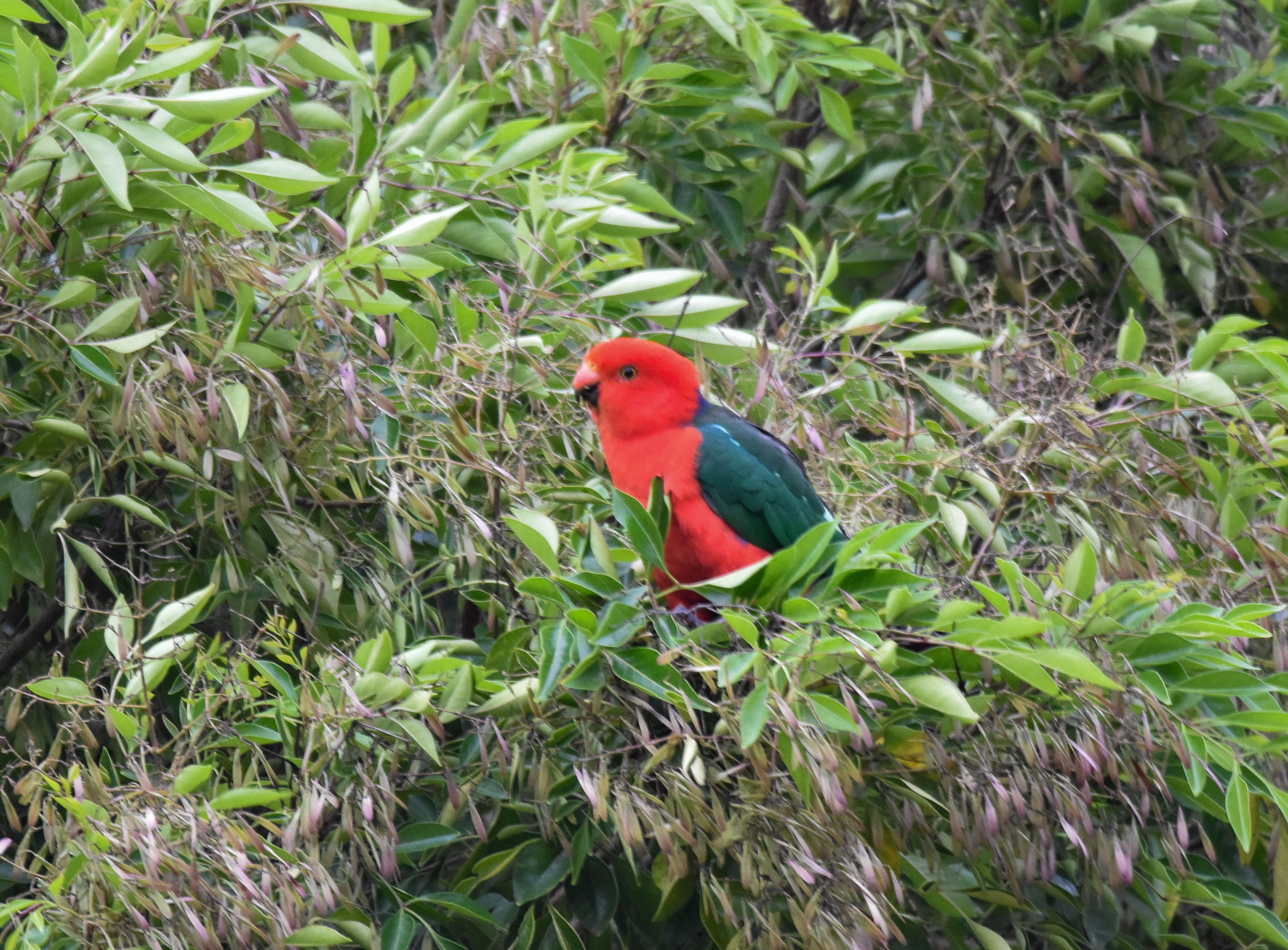Australian King-Parrot