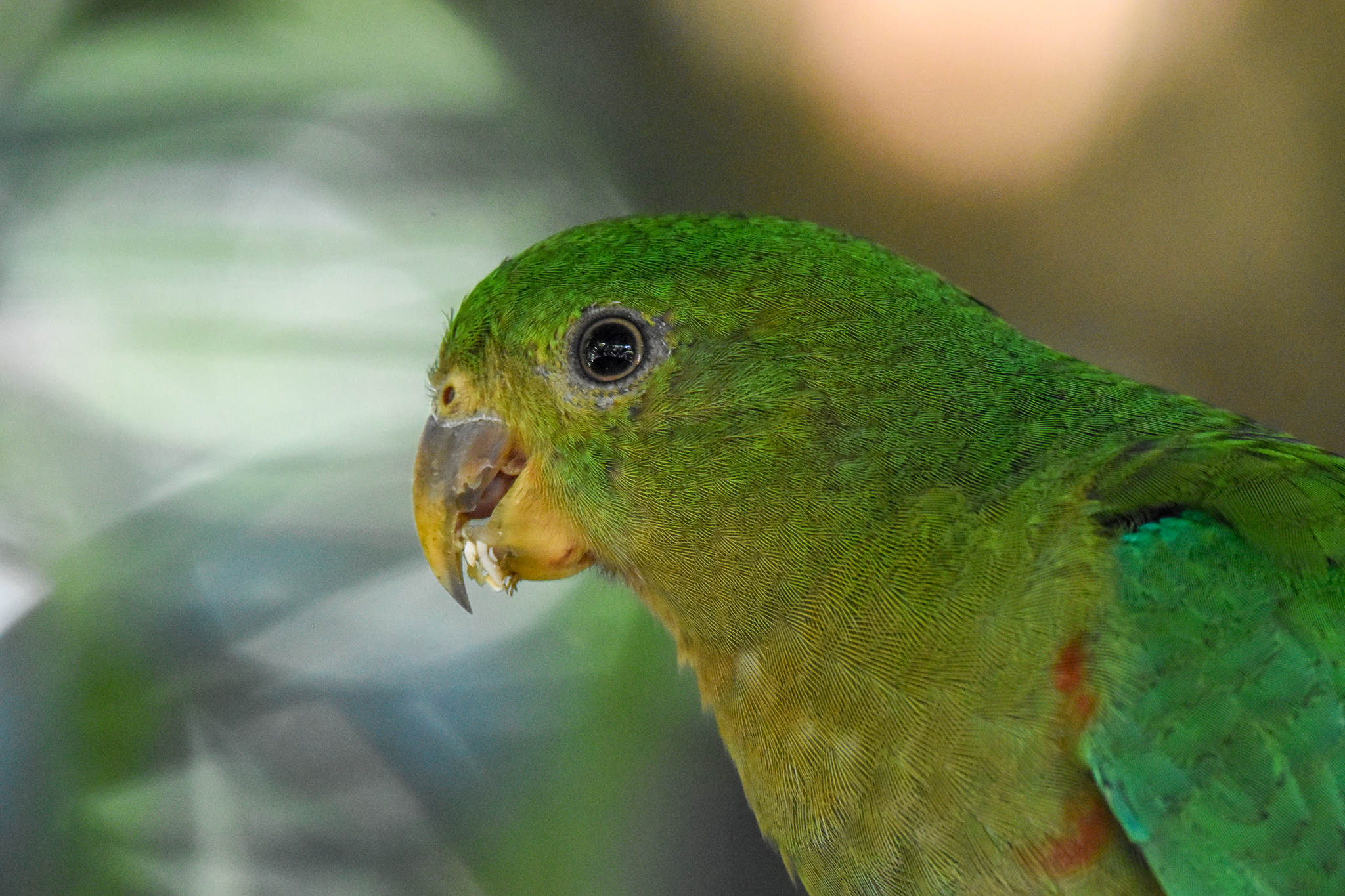 Australian King Parrot