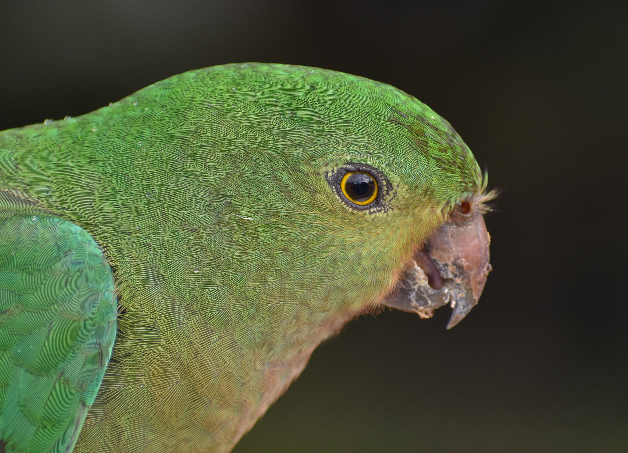 Australian King-Parrot