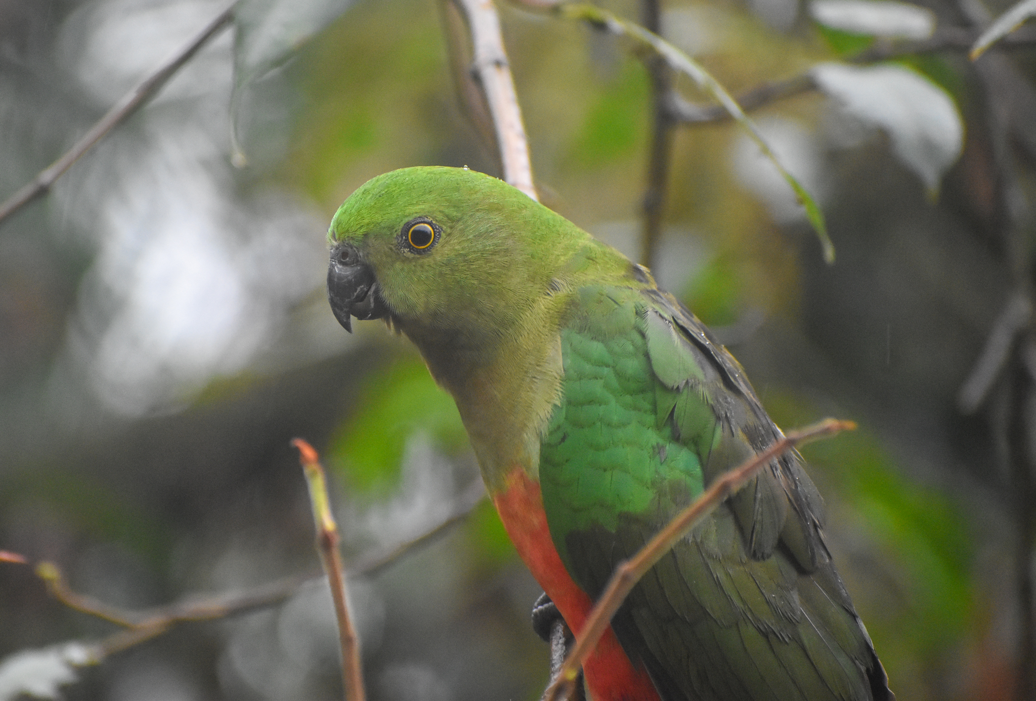 Australian King Parrot