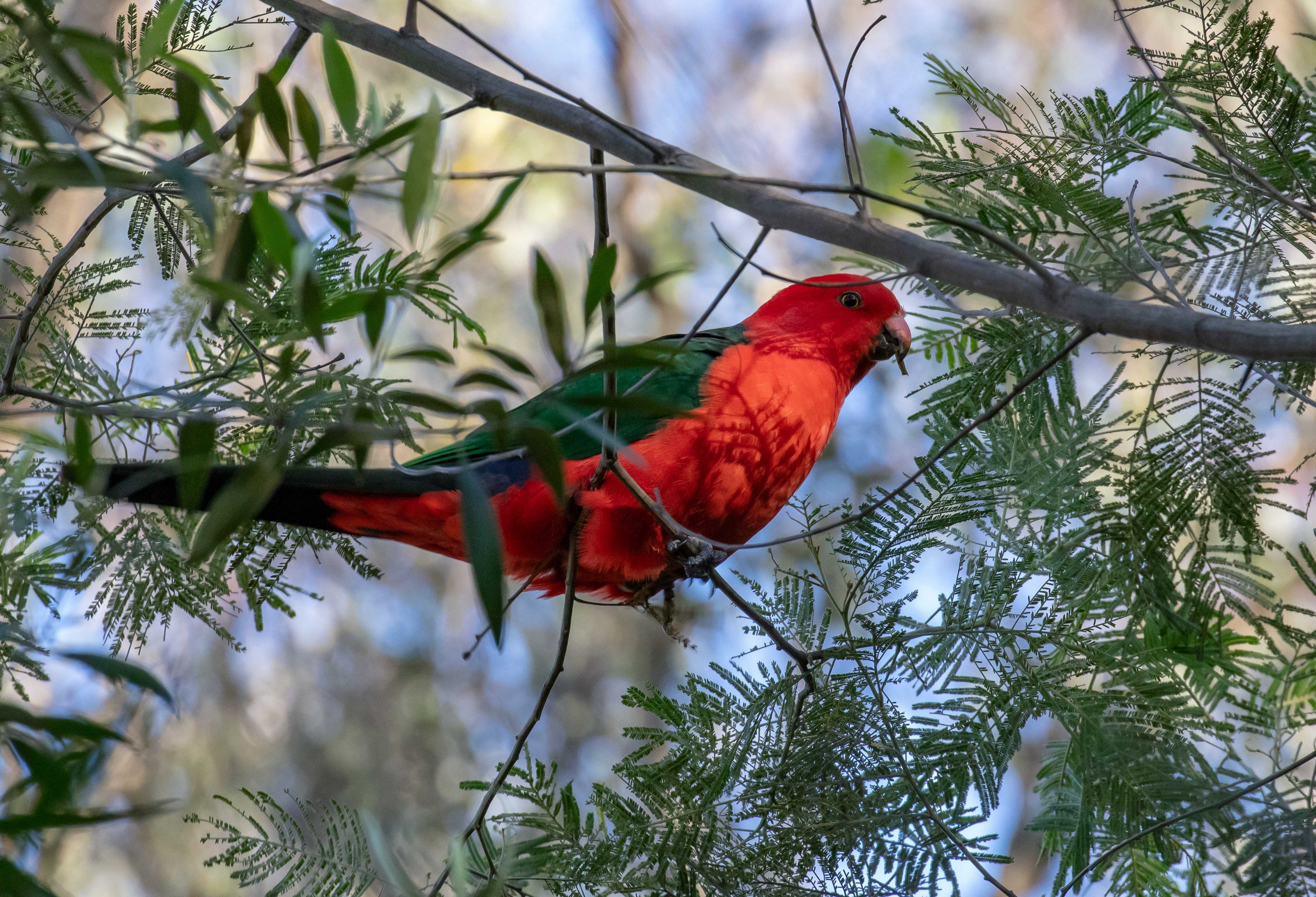 Australian King Parrot