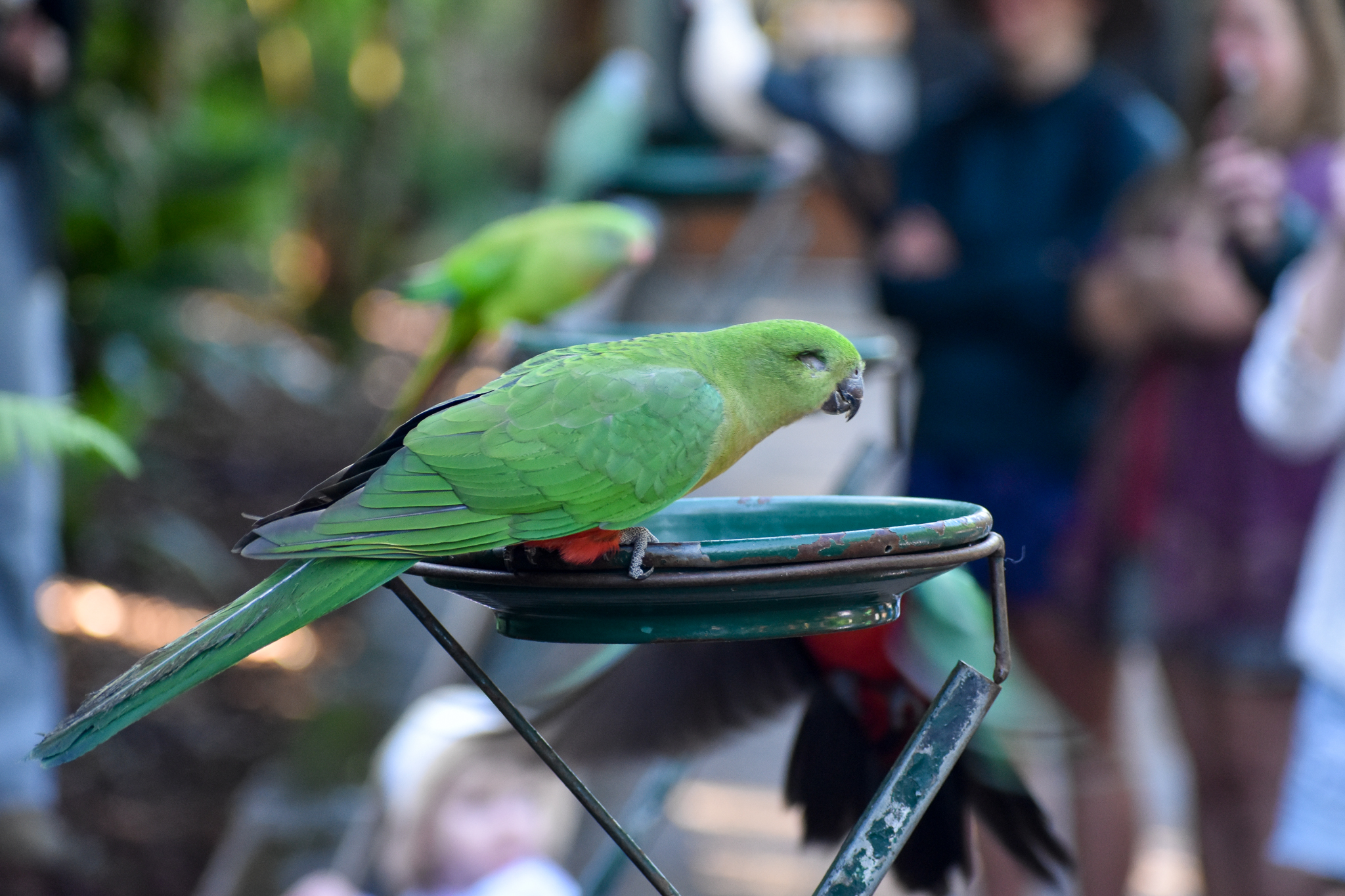Australian King Parrot