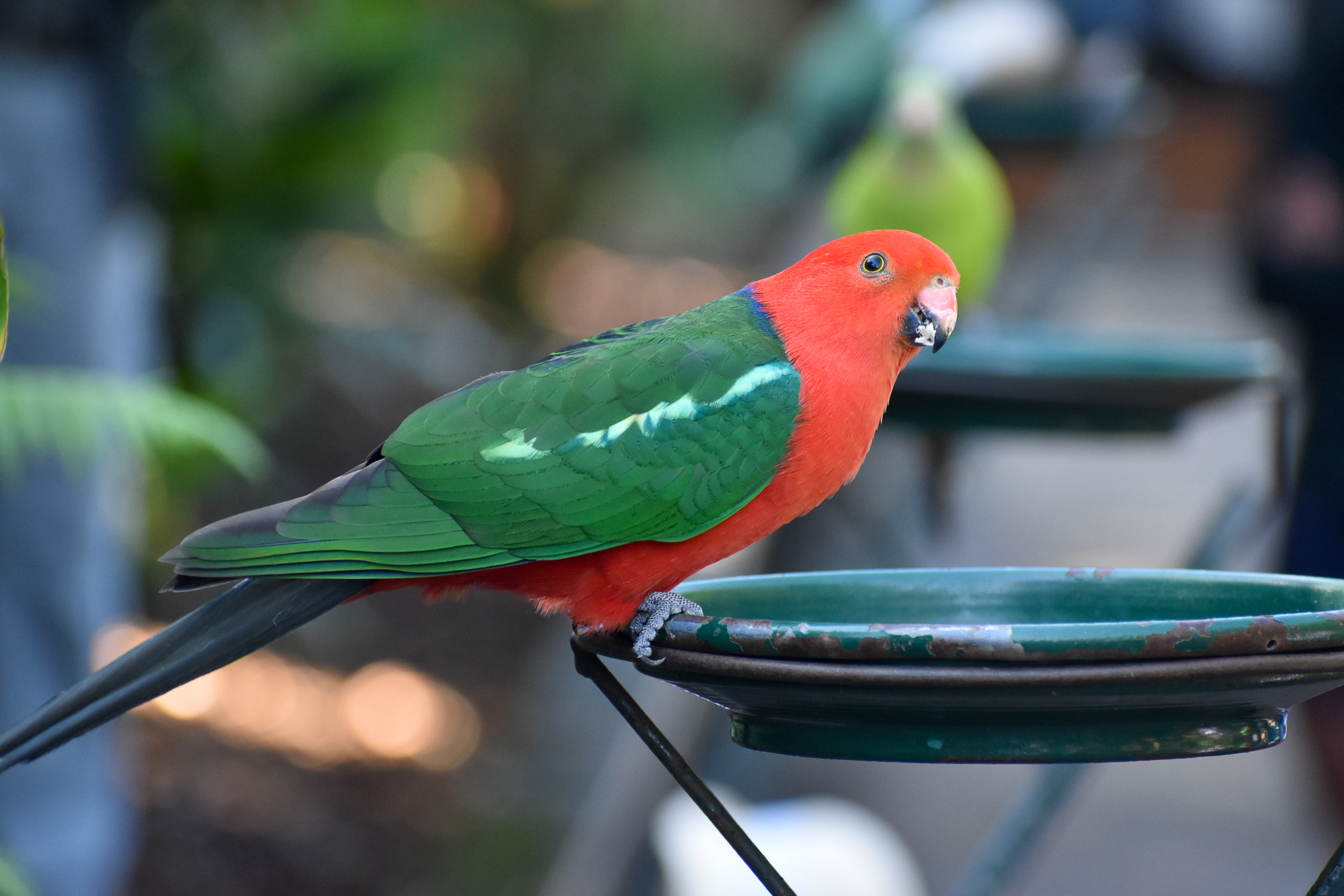 Australian King Parrot