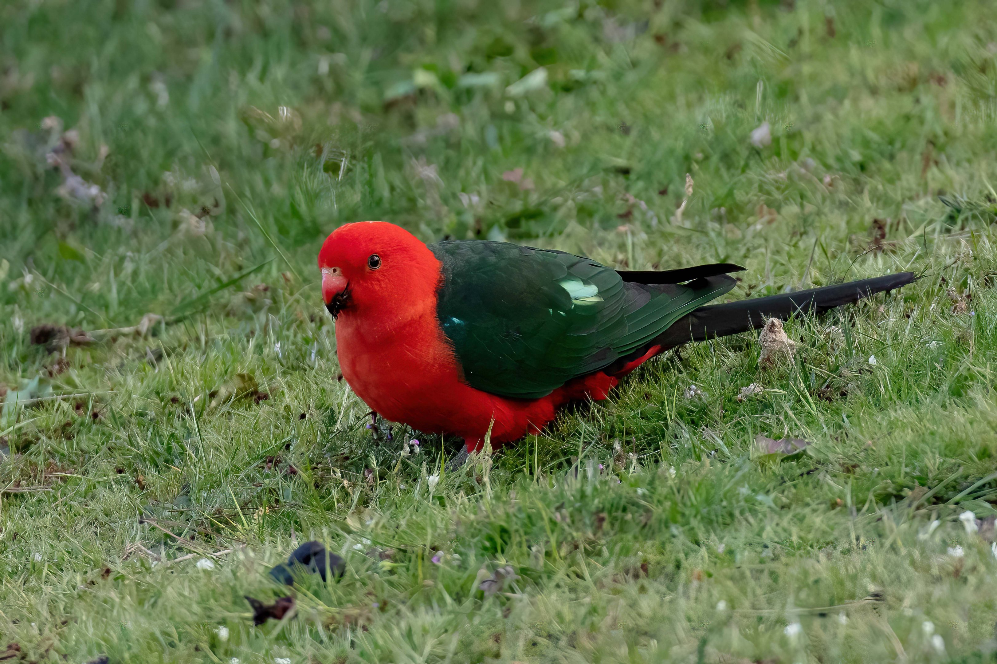 Australian King Parrot