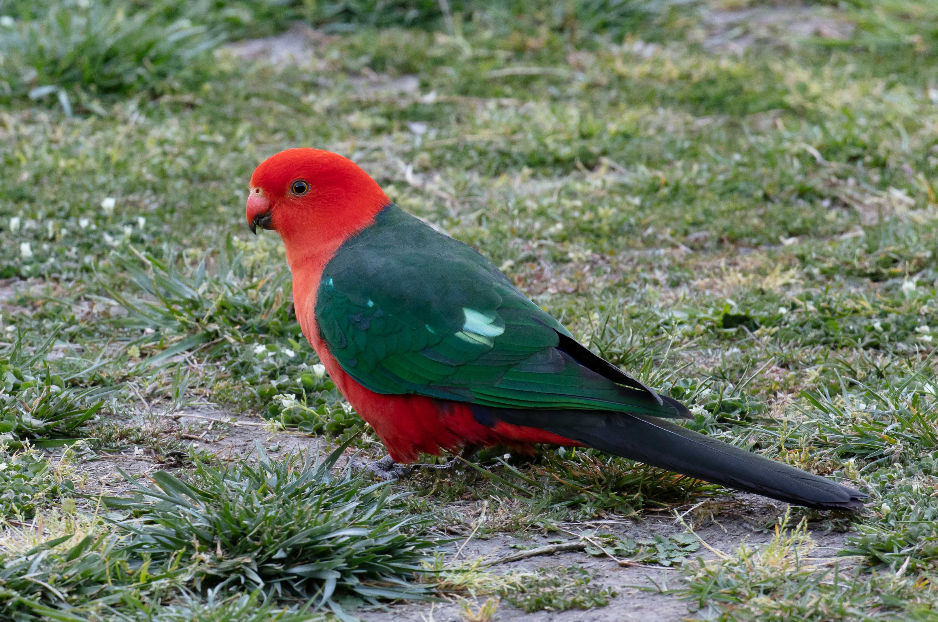 Australian King Parrot