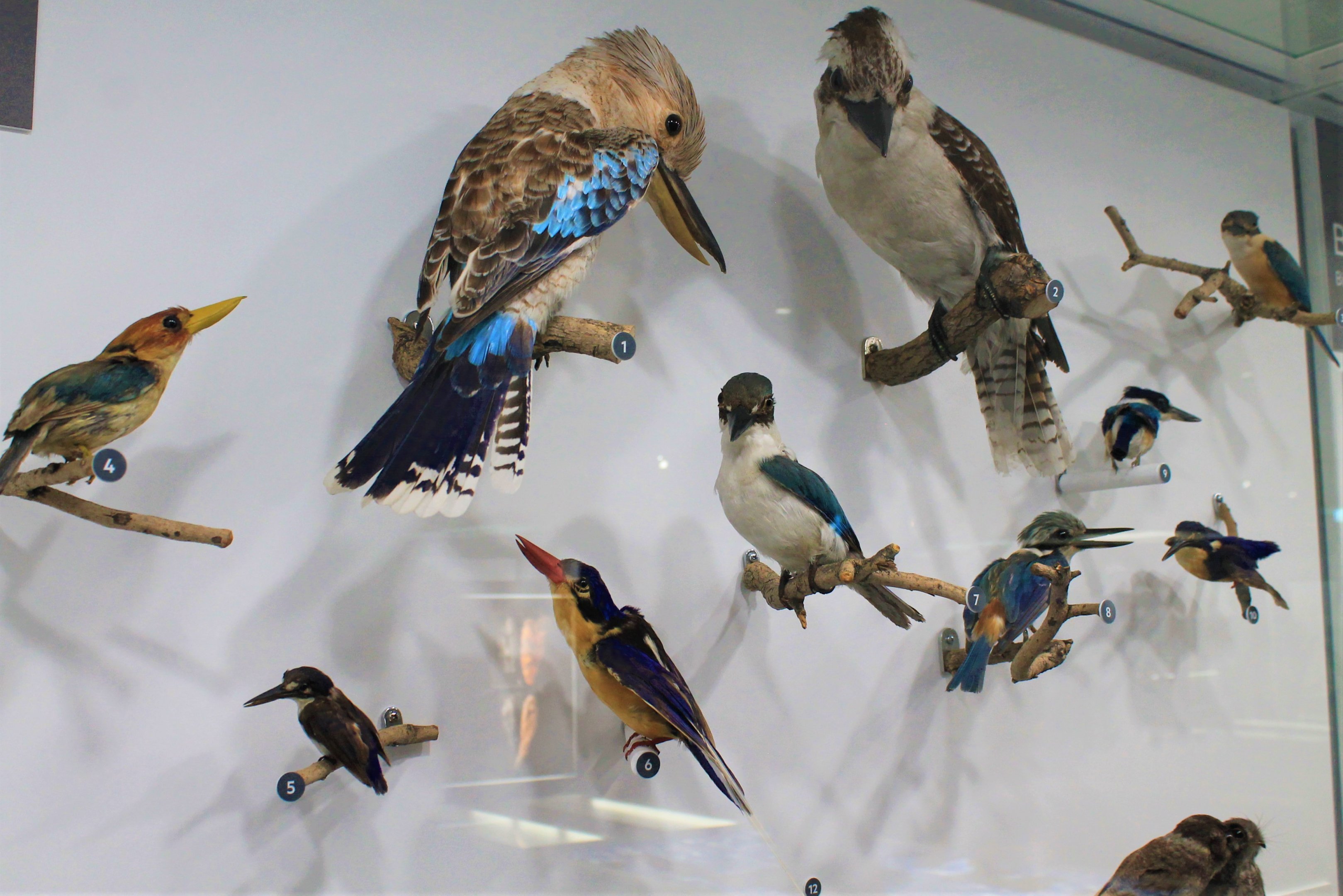 Australian kingfisher diversity