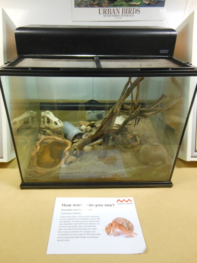 Australian Land Hermit Crab exhibit
